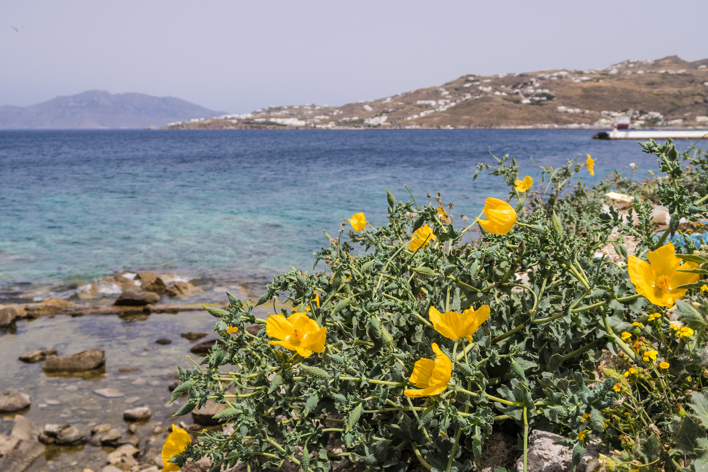 Yellow flowers - Mykonos...