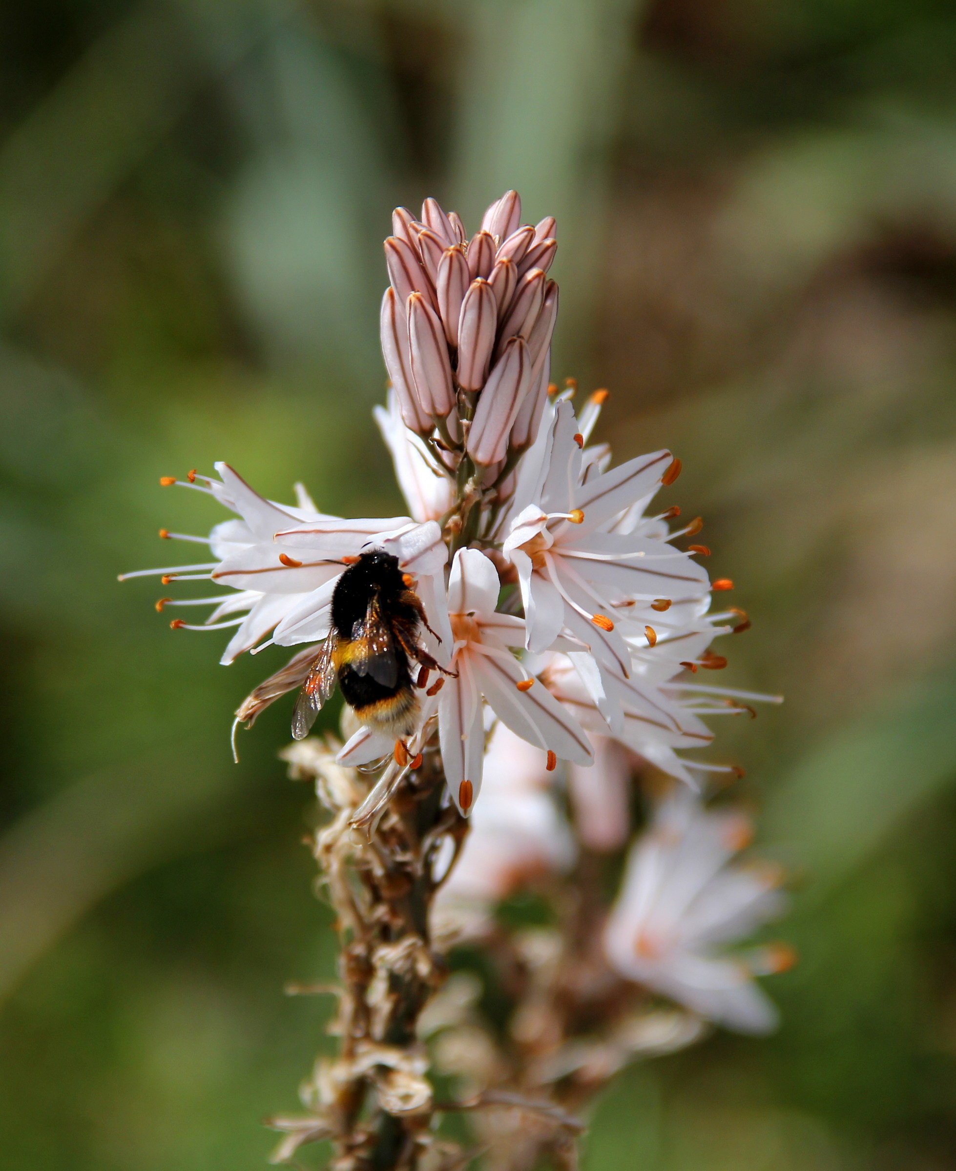 Asphodel flower with bee...