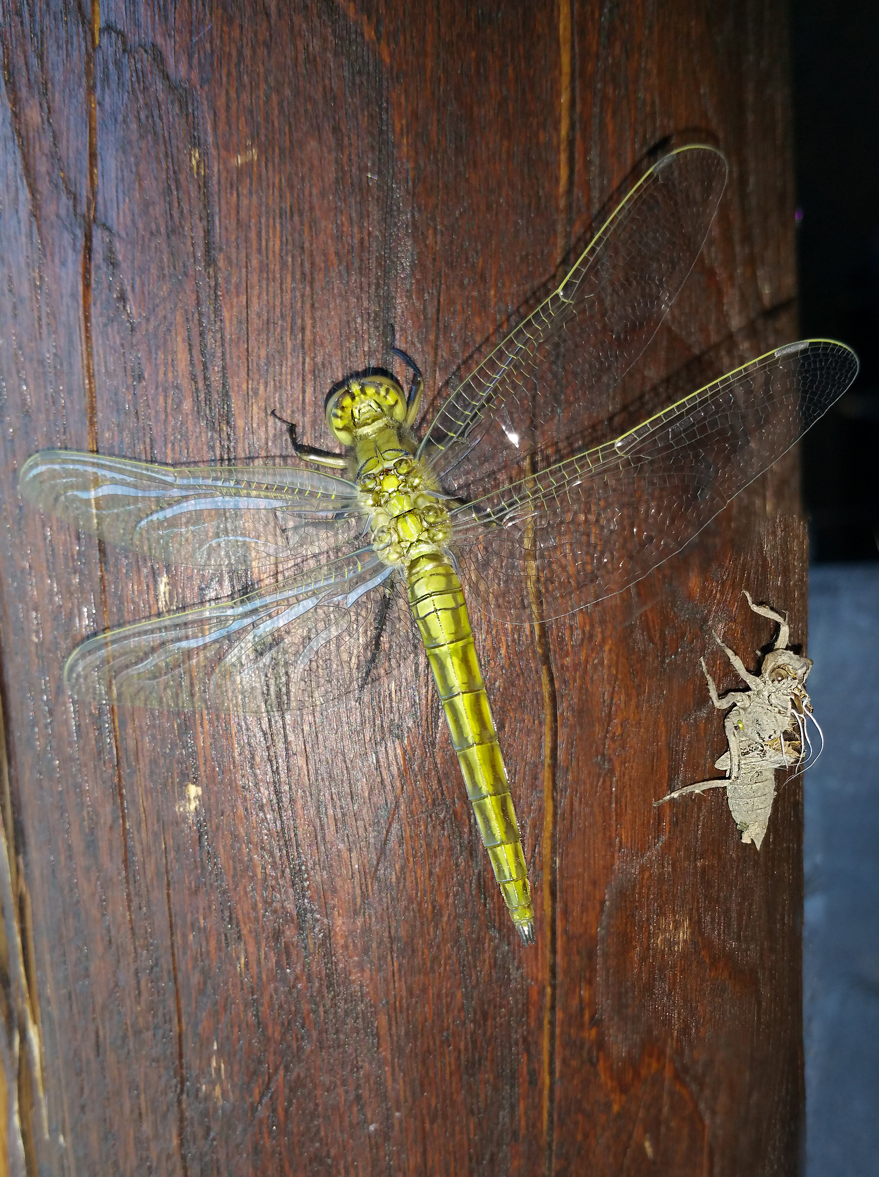 Birth of a dragonfly __fase 3...