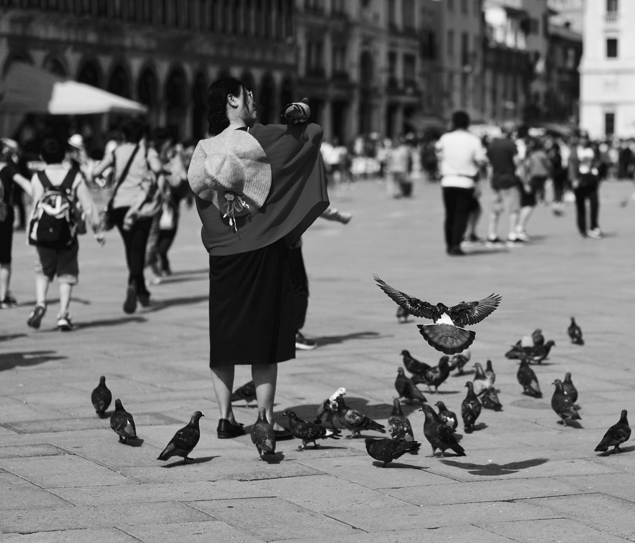 " Notre Dame de Pigeons 2 "...