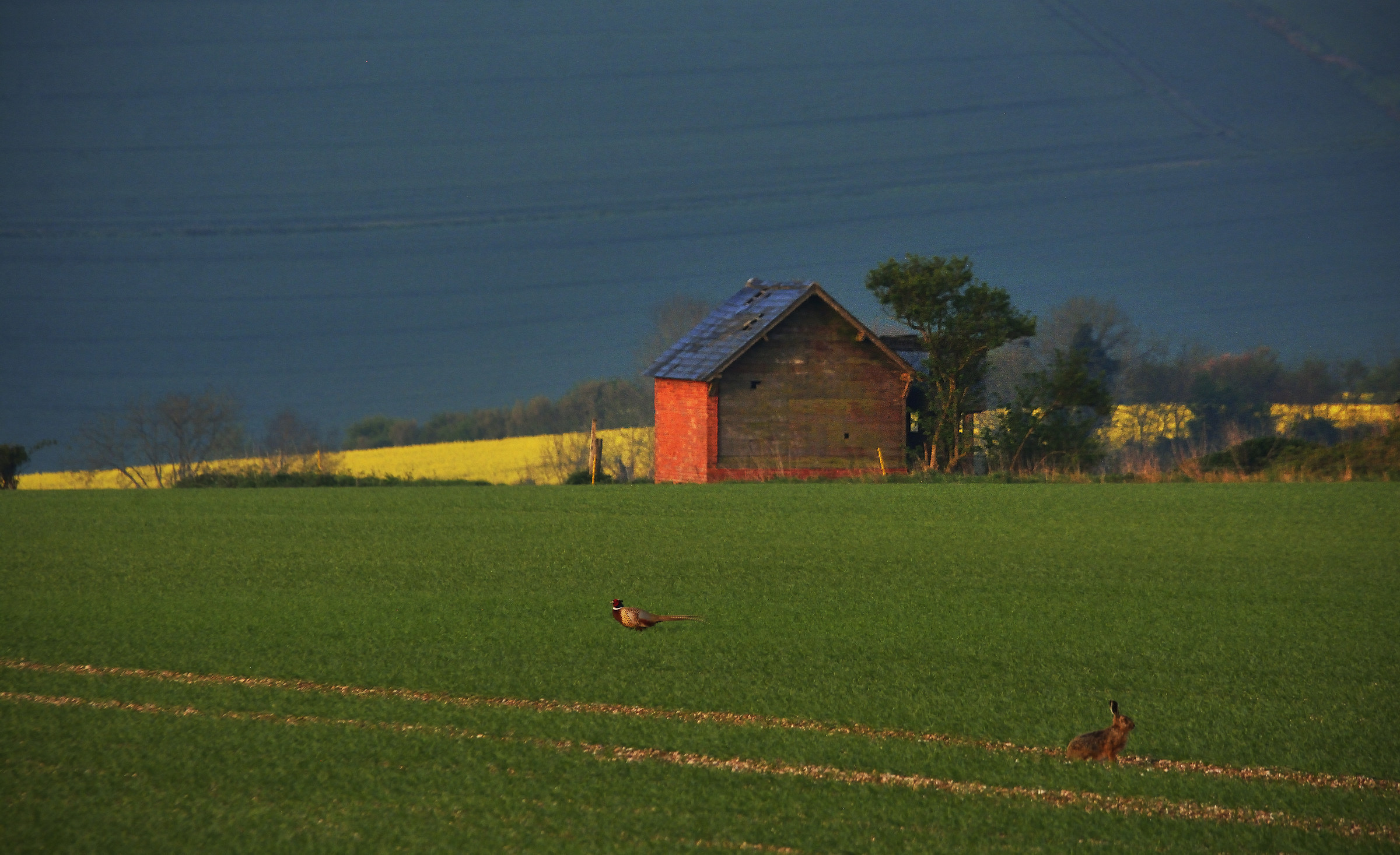 The Hare, The Pheasant & the Red Barn...