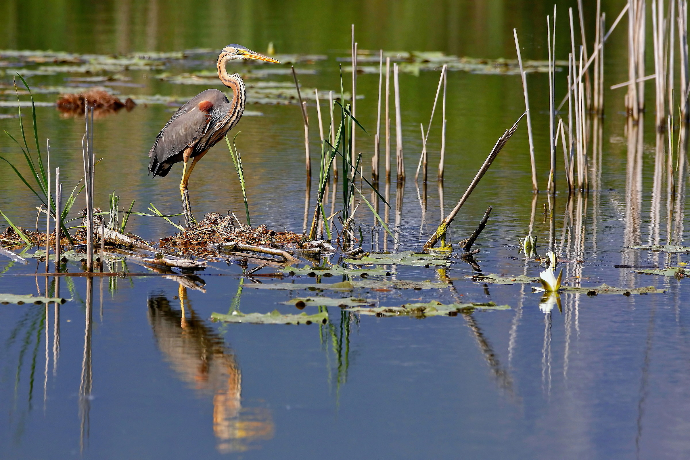Red Heron in the Environment...