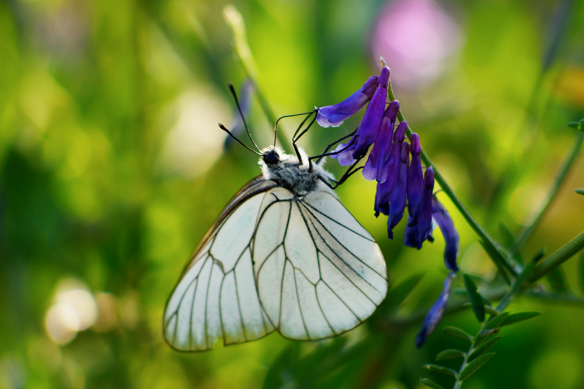 Butterfly - Monterano Reserve 20170527...