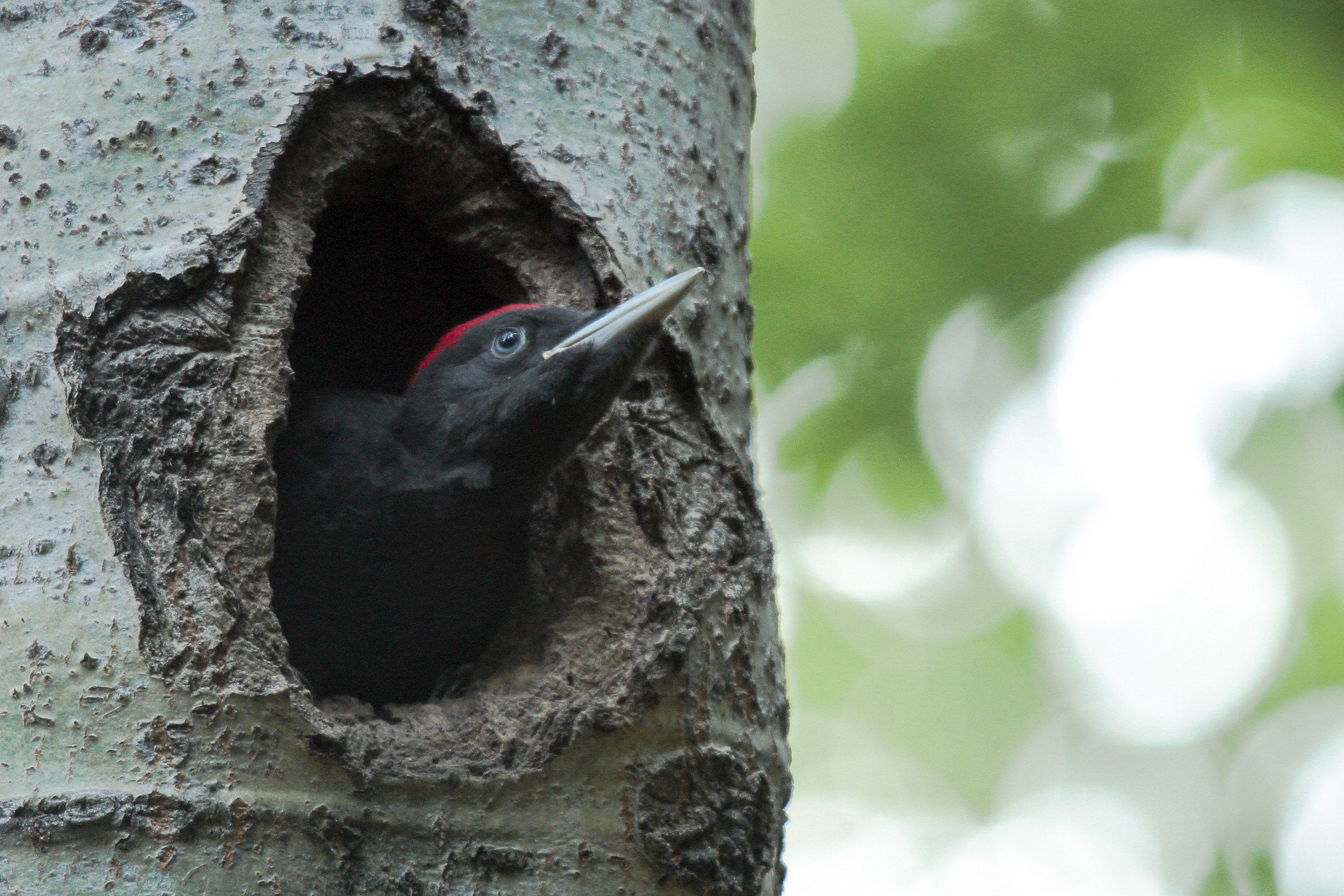 Black woodpecker...