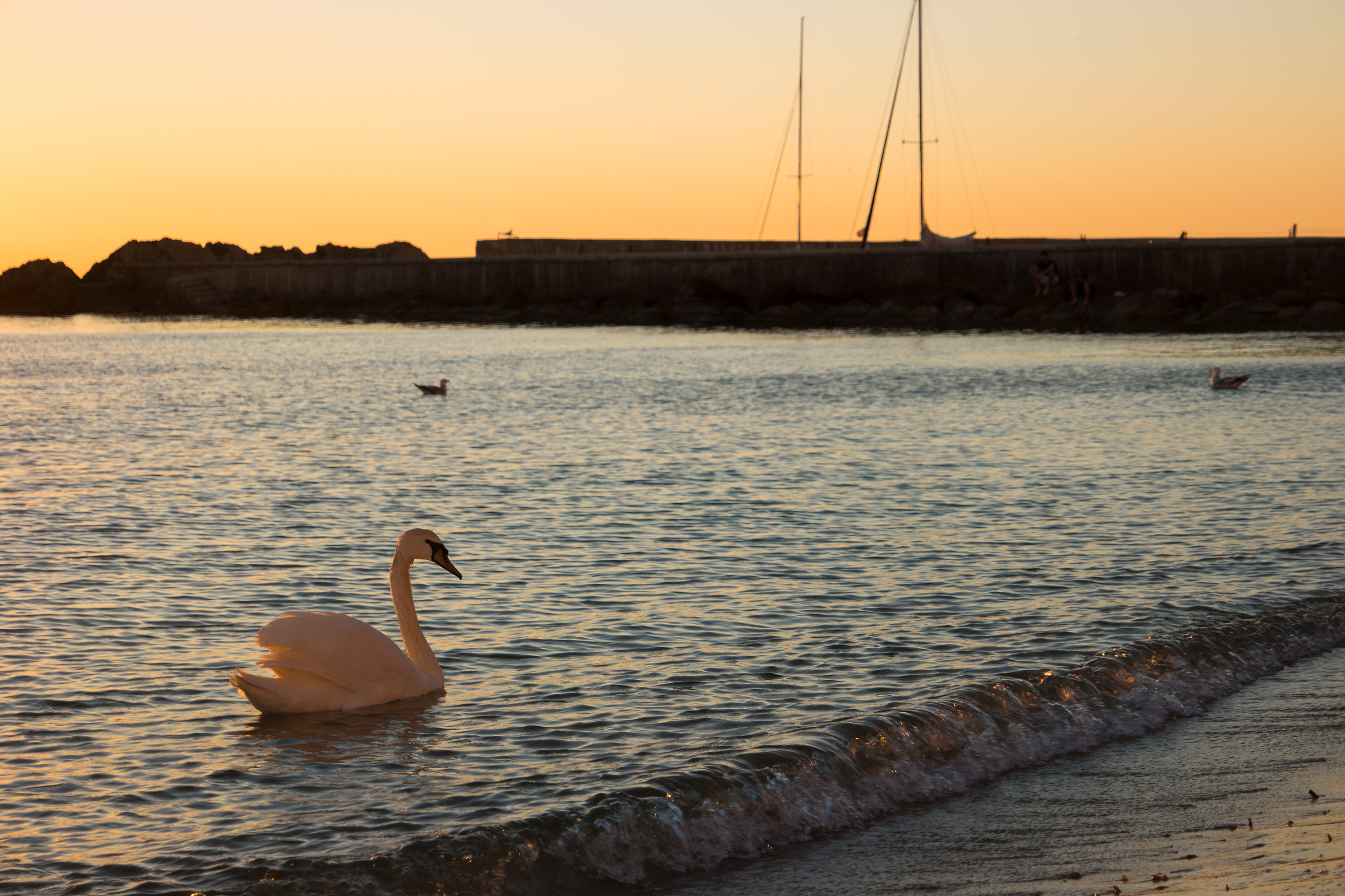 A swan in Gallipoli...