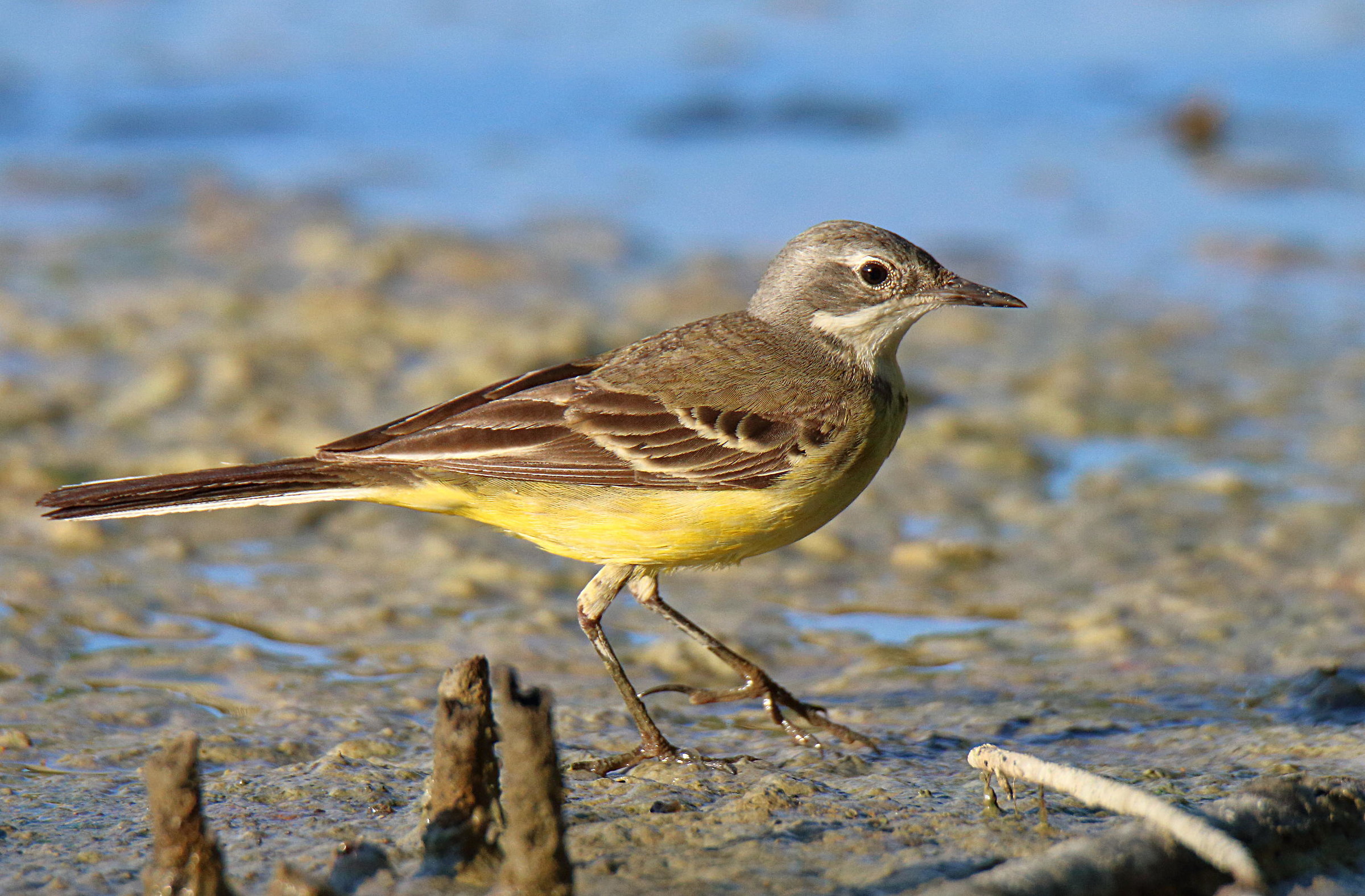 Yellow Wagtail...