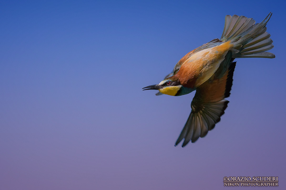 Merops apiaster...