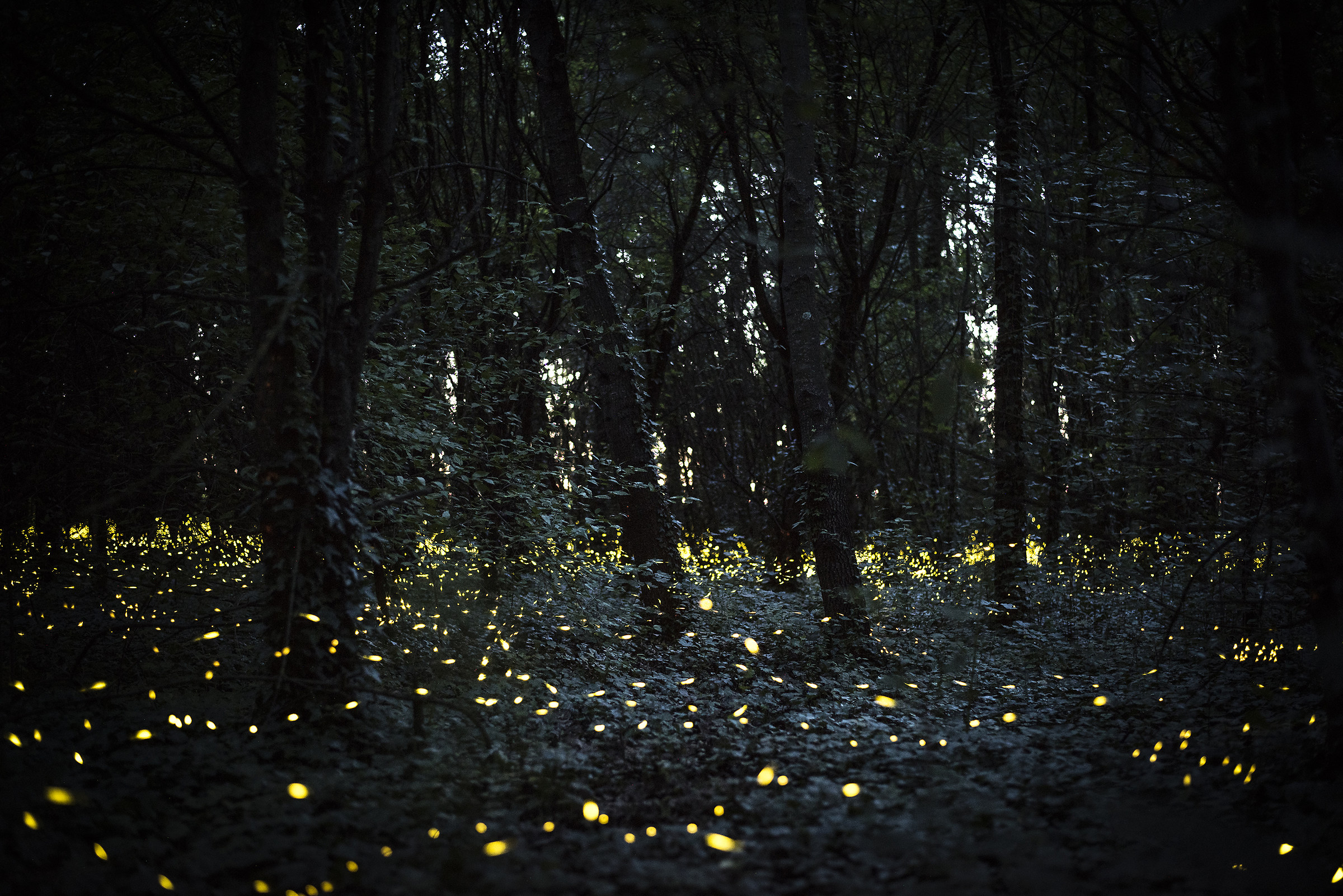 Lucciole in the wood of Fusignano...