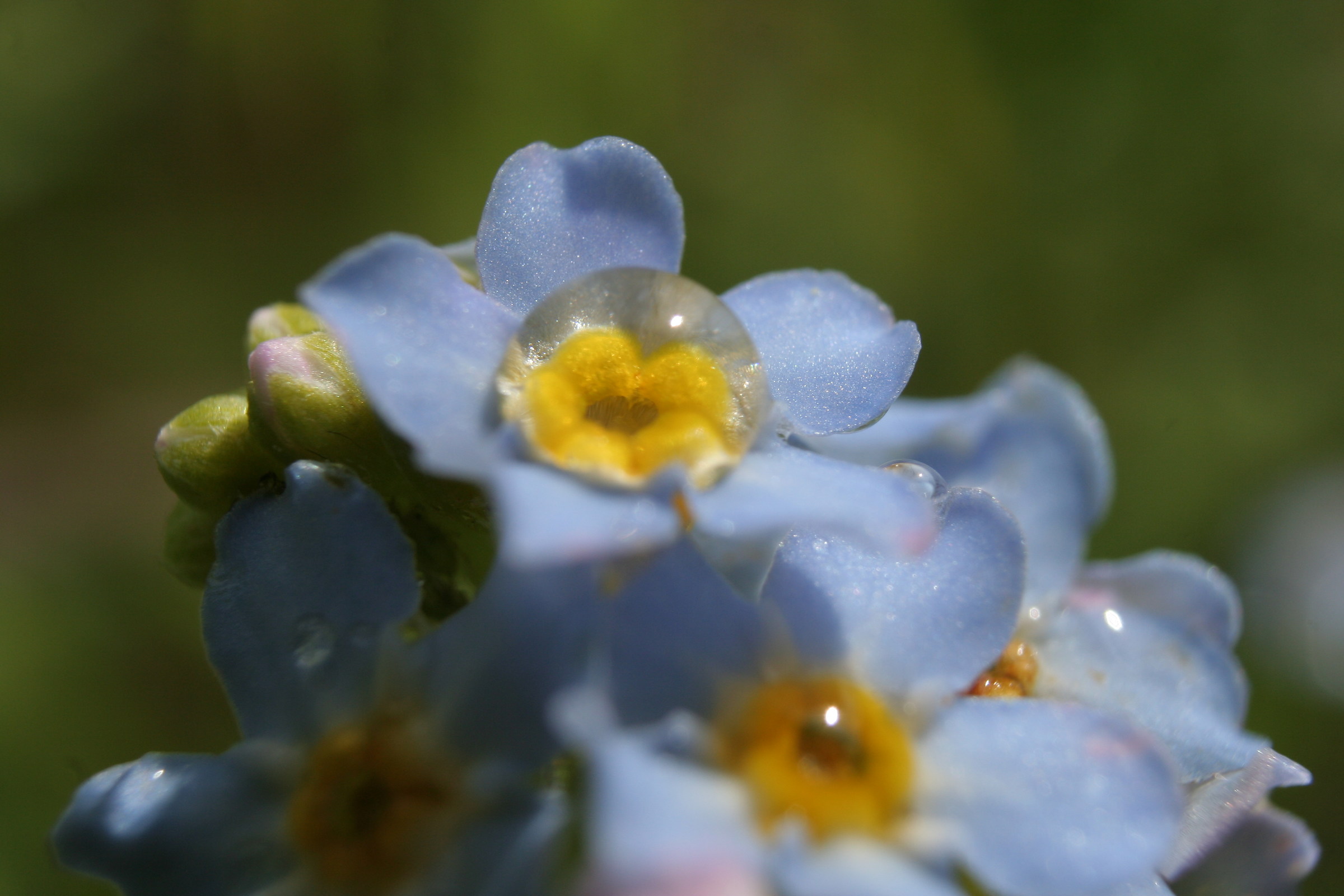 Drops of dew on Do not forget about me - Myosotis...