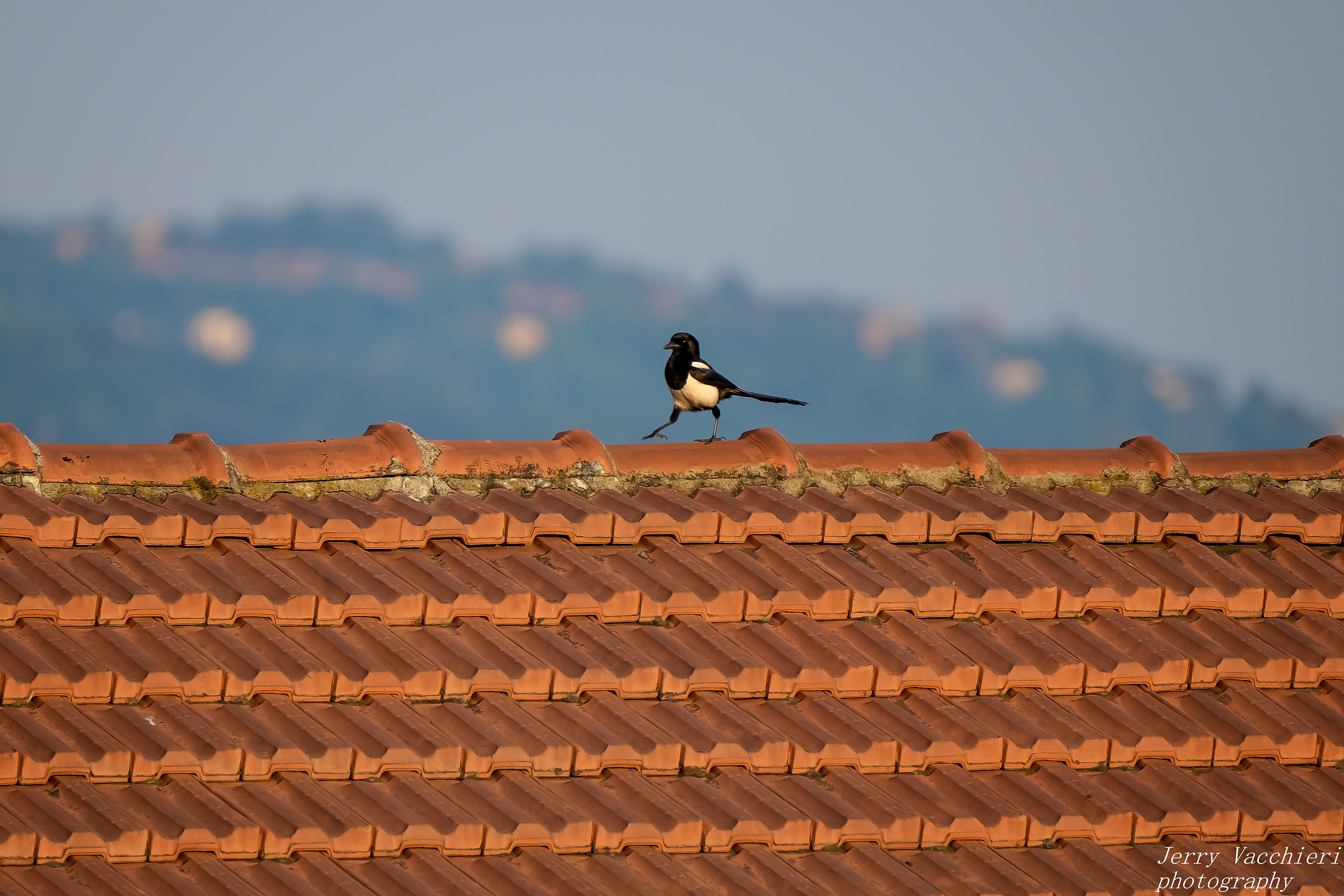 The magpie on the rooftop roof ..................