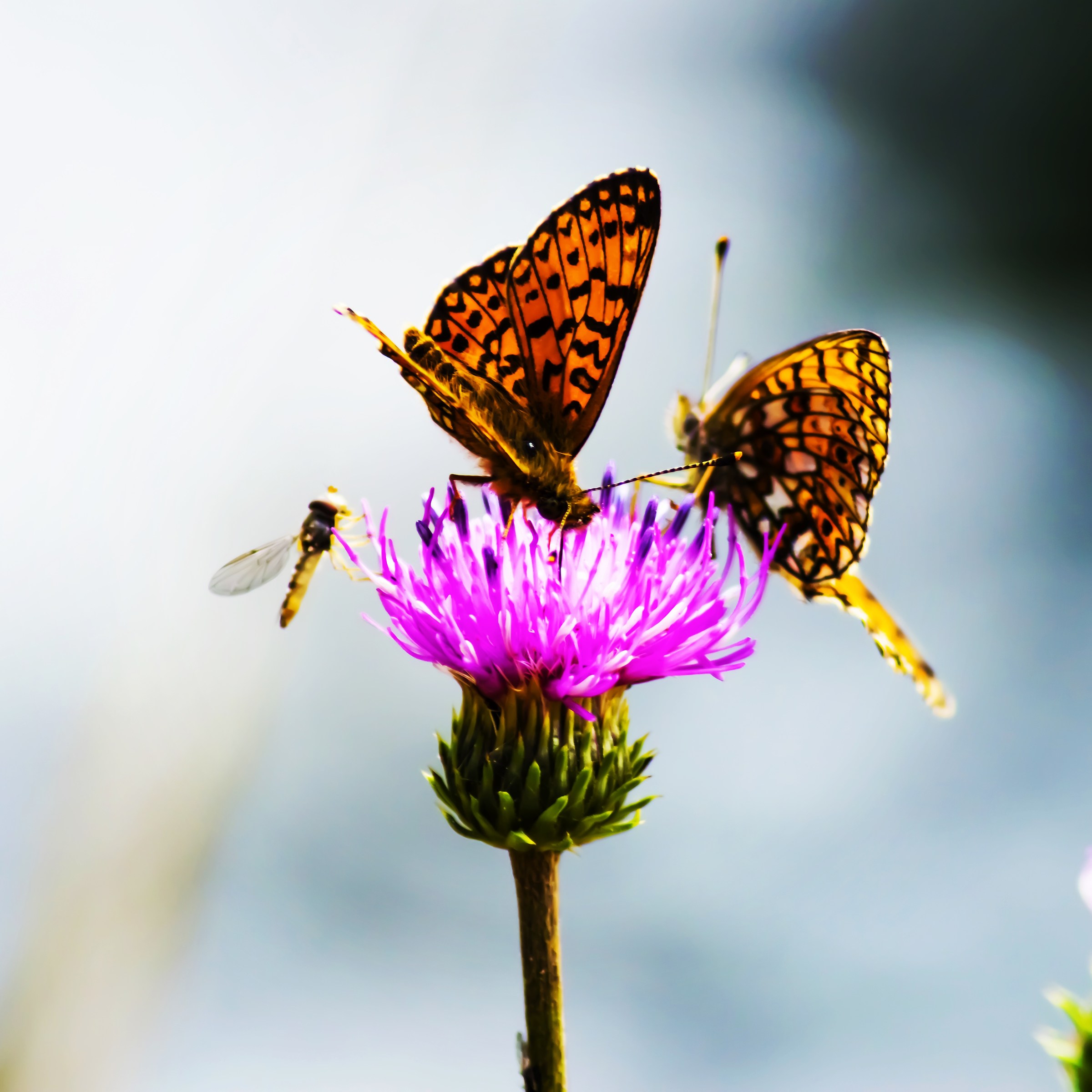 Butterfly effects...