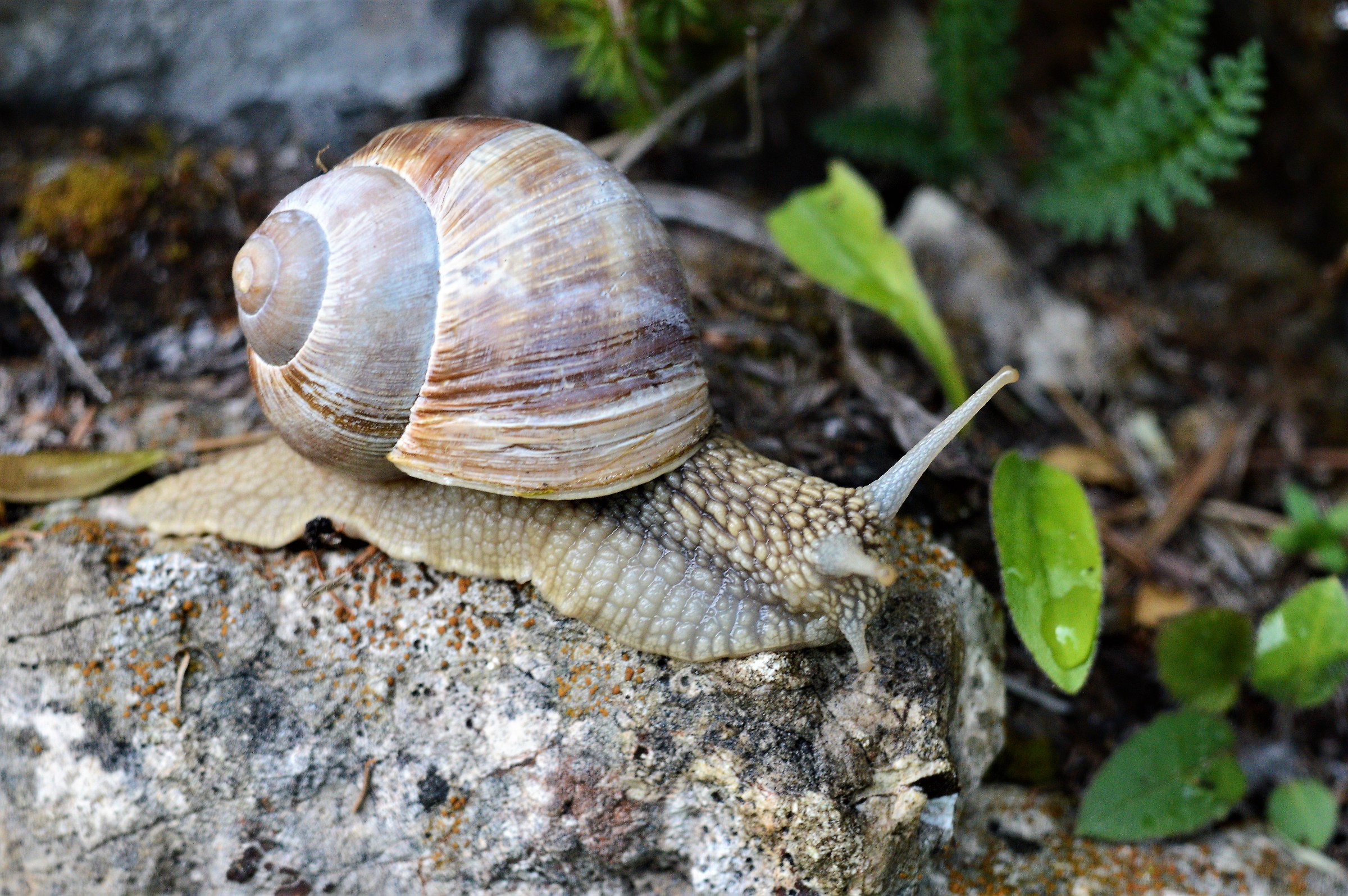 Mountain snail...