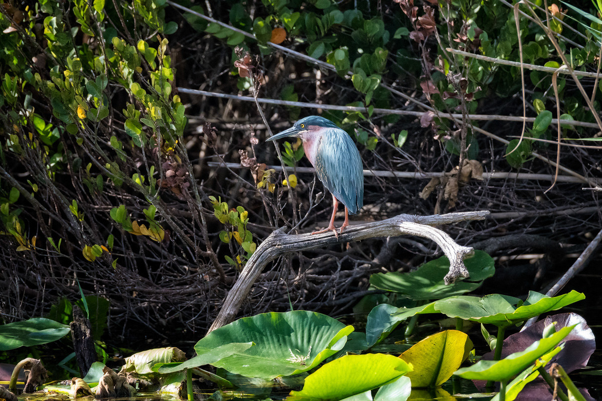Little Blue, Florida Everglades...