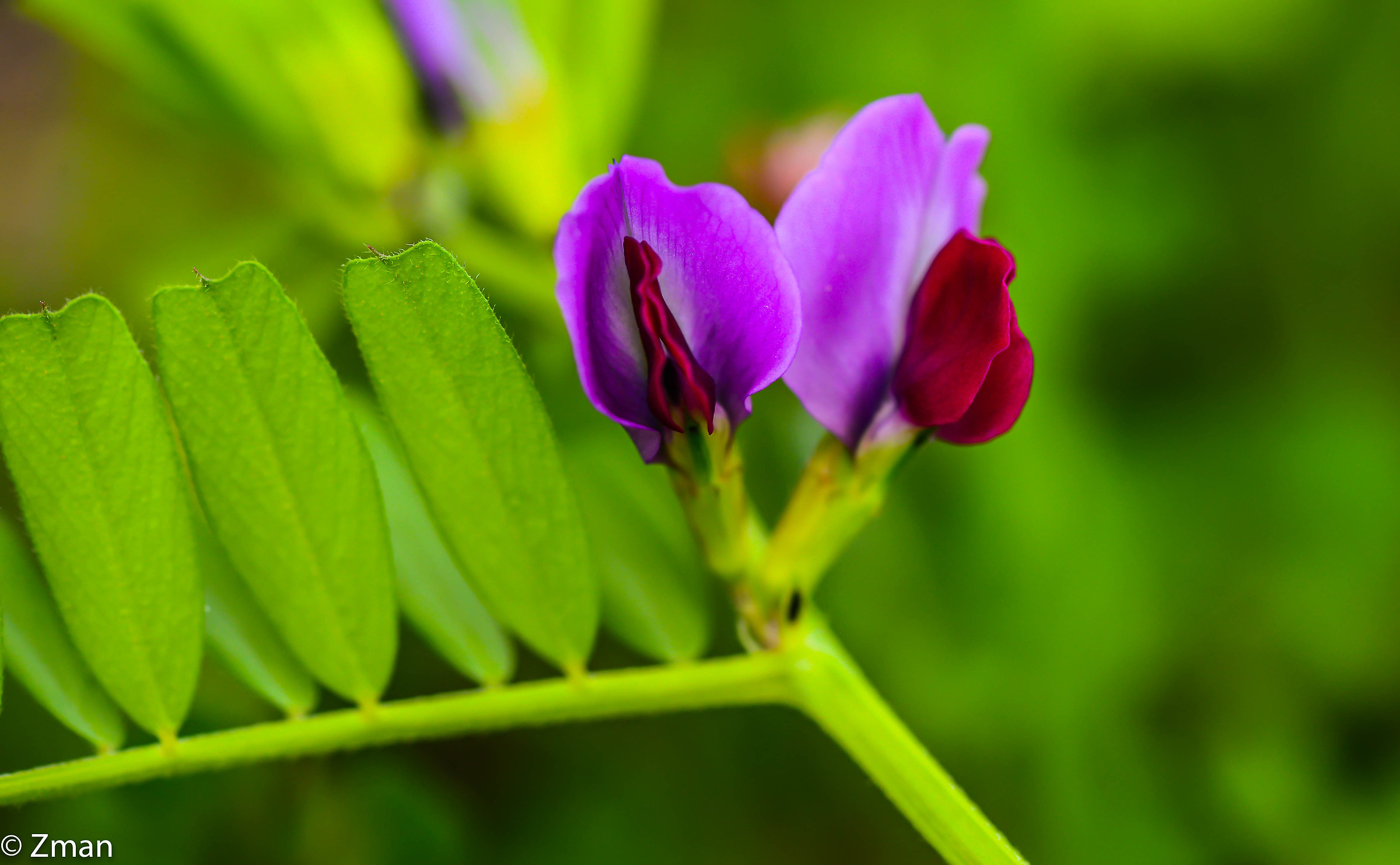 Wild Pink...