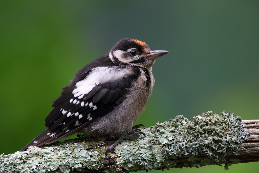 Young red woodpecker - young...