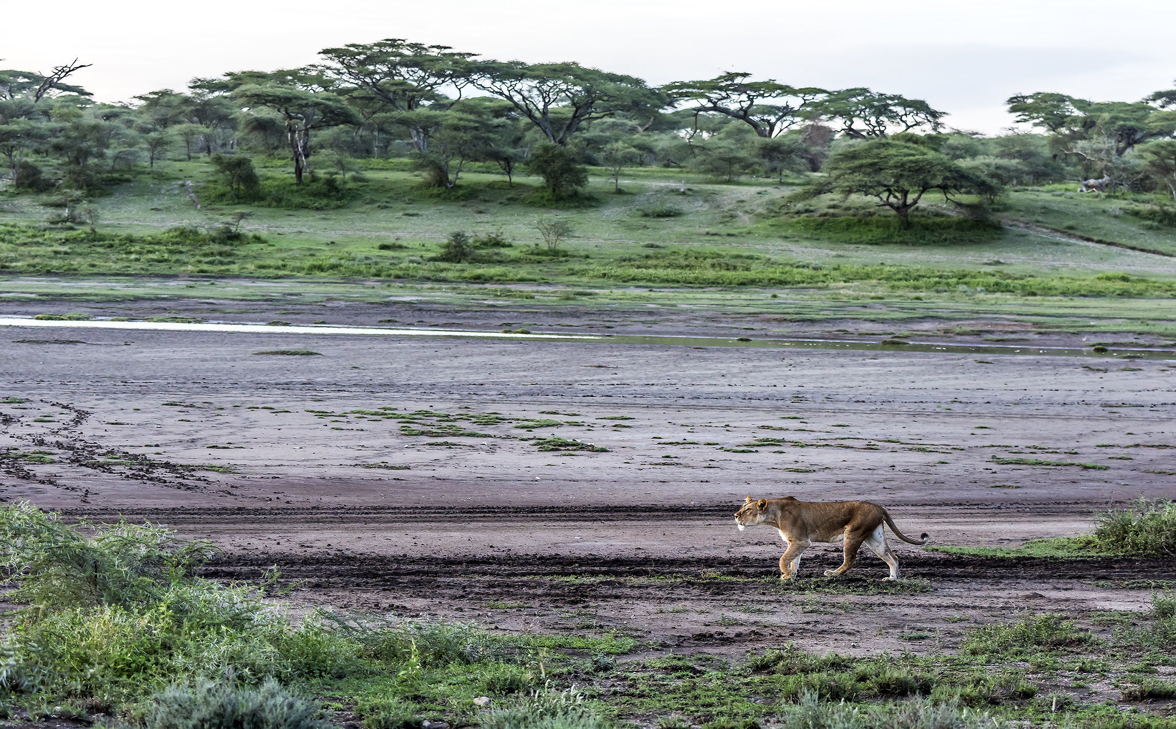 Tanzania 2017 - Marsh of Ndutu...