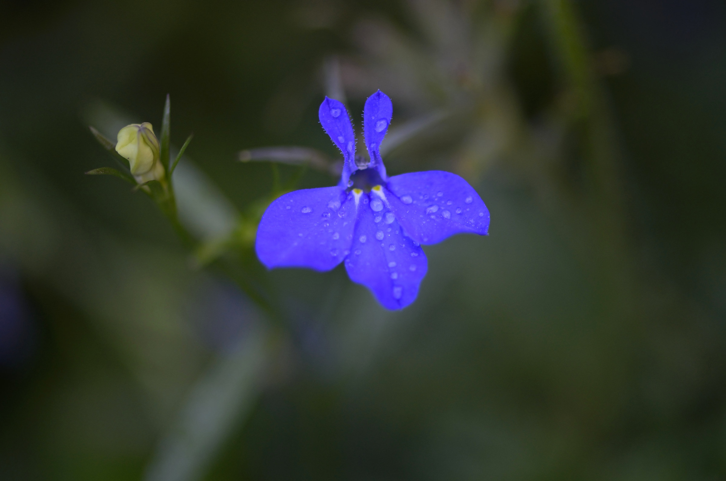 Blu Flower Juzaphoto