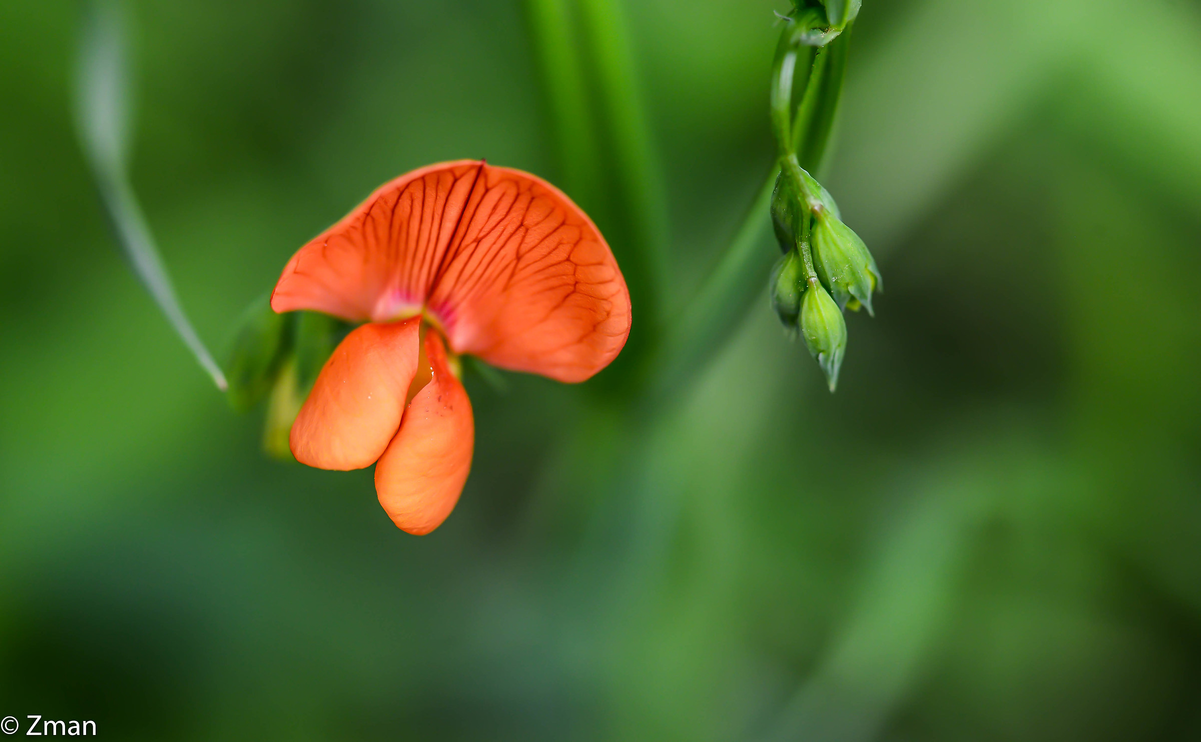 Wild Flowers...
