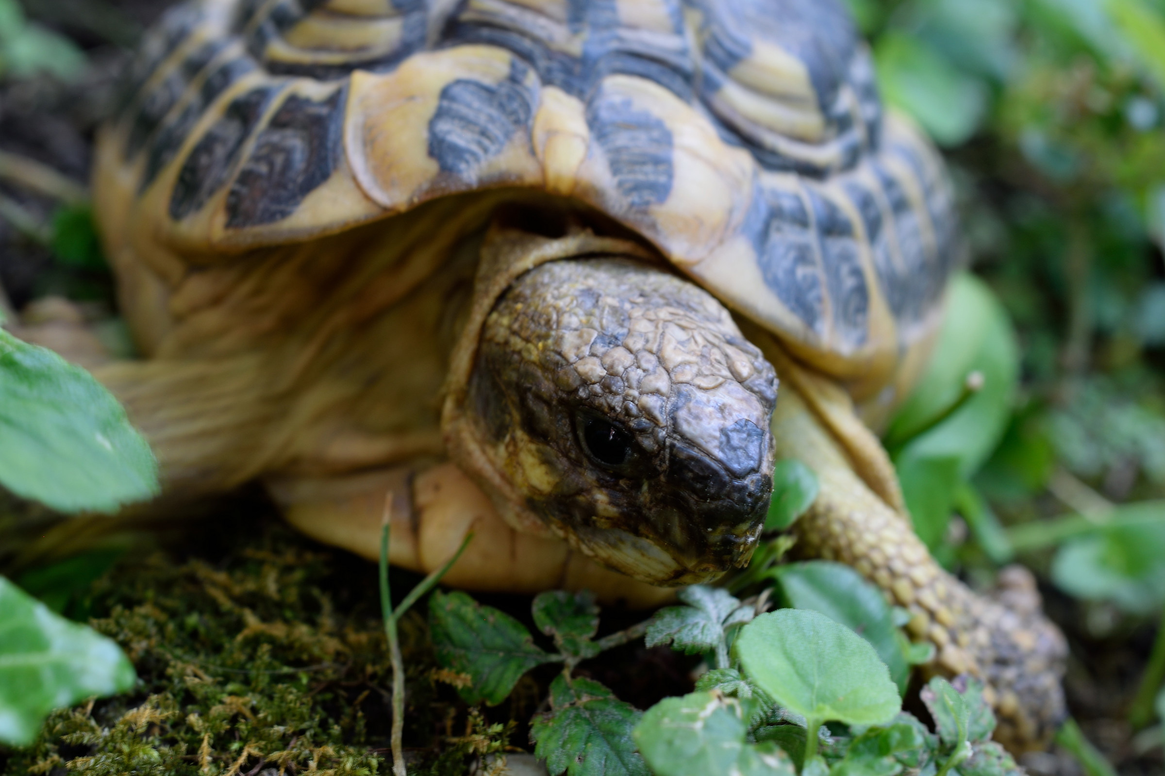 Tartaruga timida - Shy turtle...