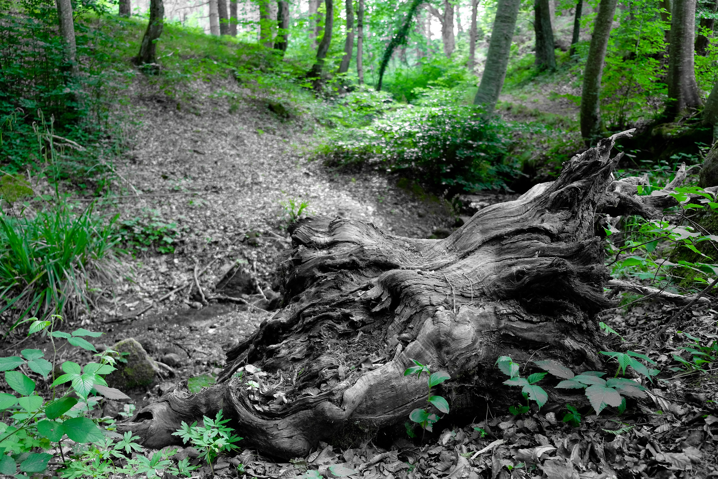 Trunk in the green...