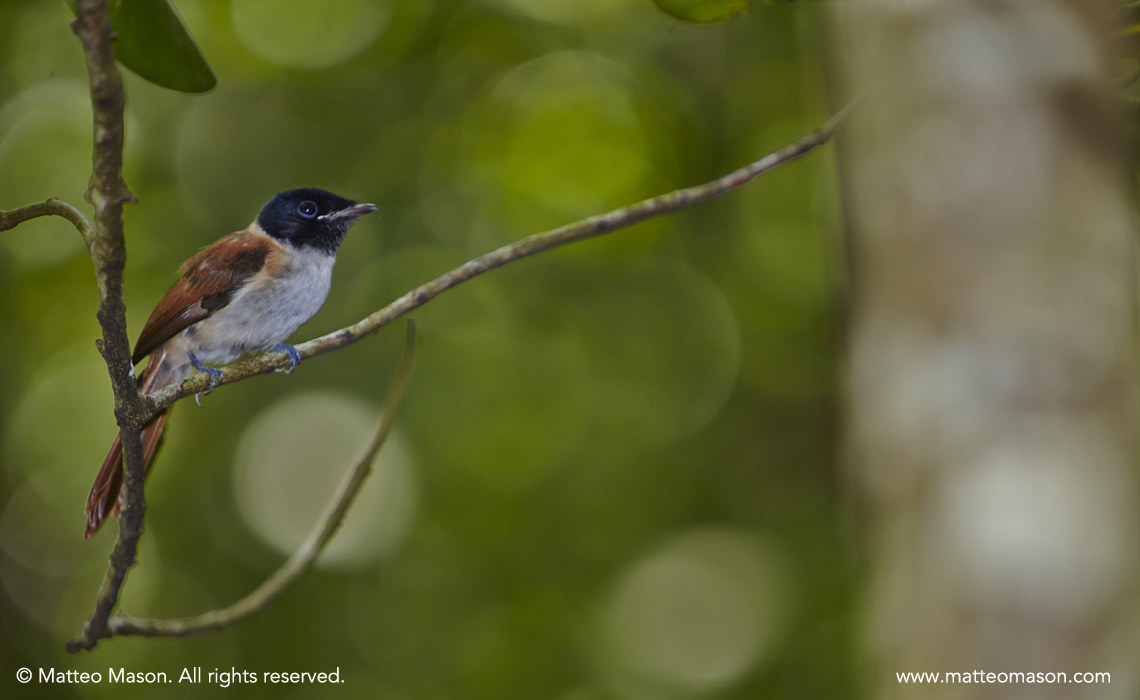Paradise Flycatcher Seychelles Female Veuve Reserve...