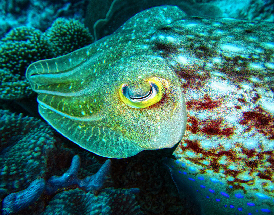 cuttlefish...