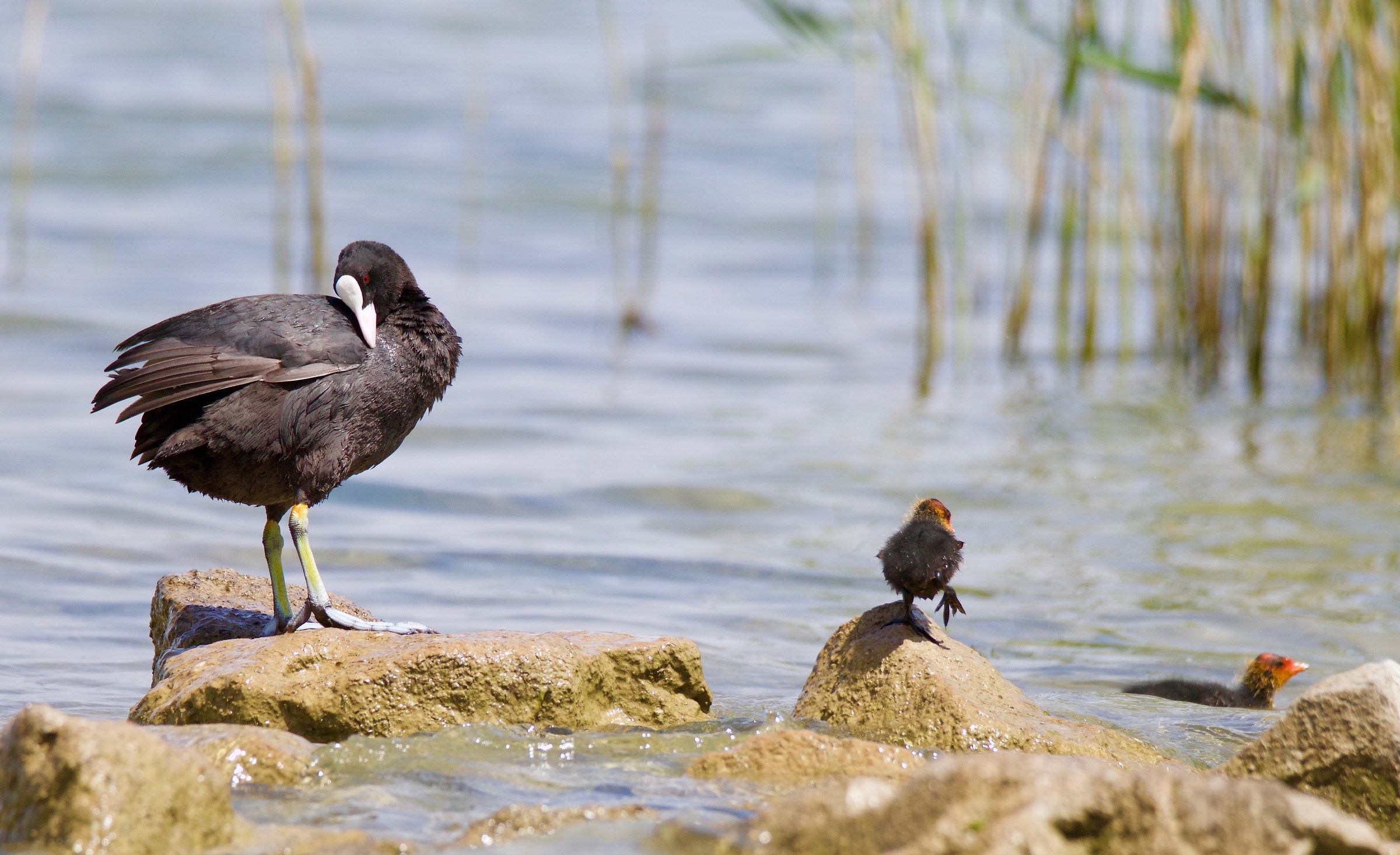 And his chicks...