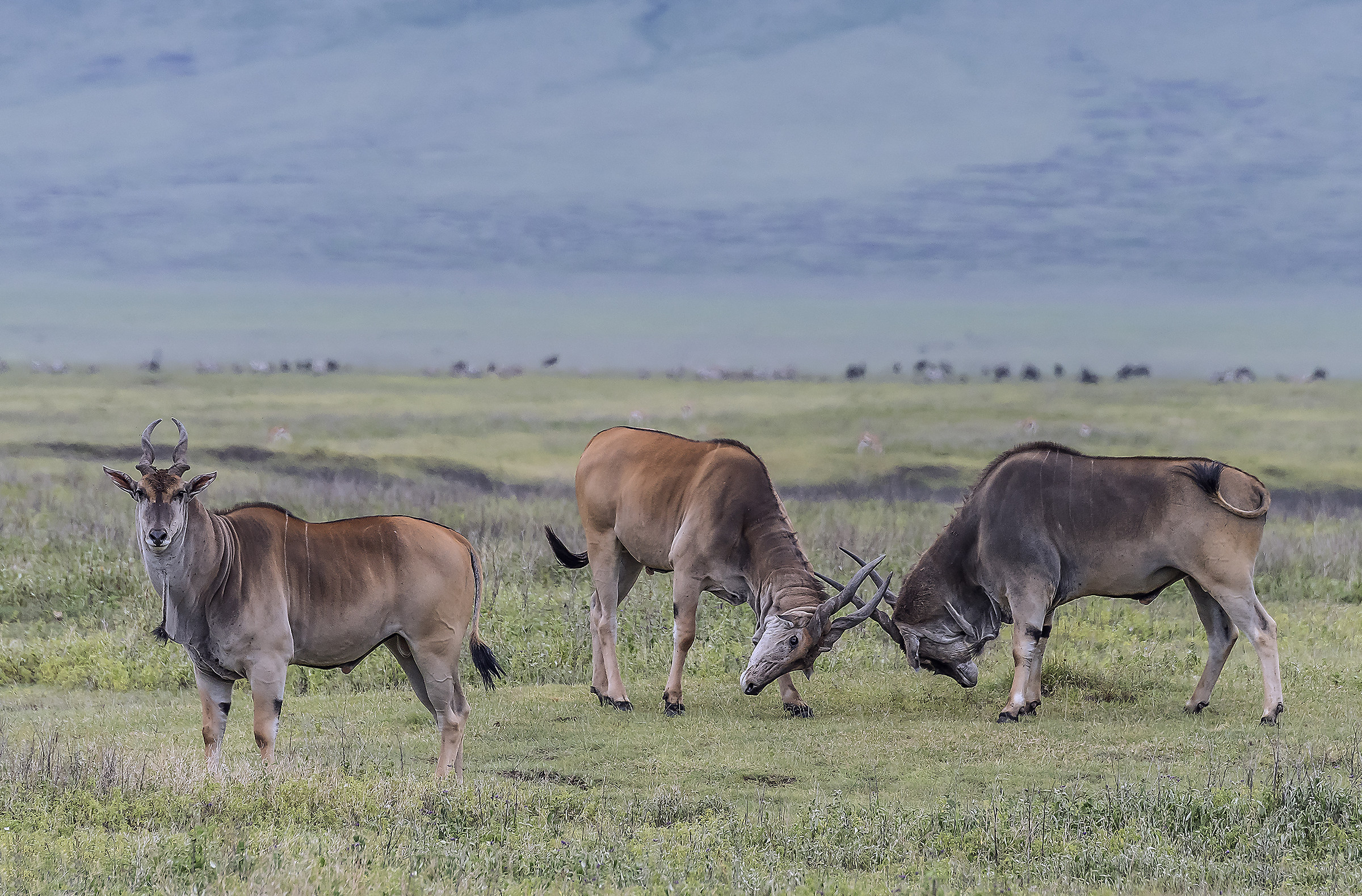 safari eland tanzania