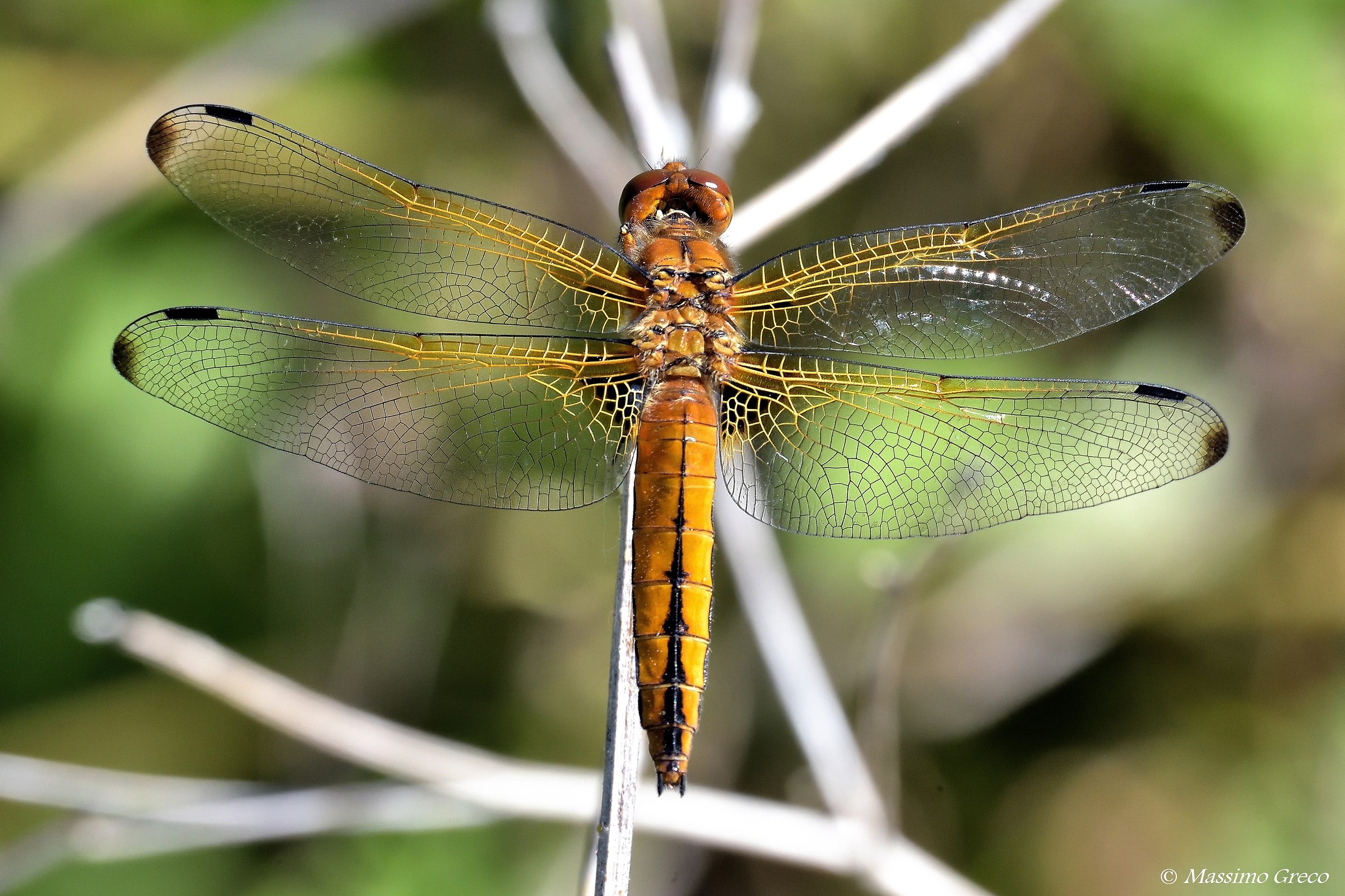 Dragonfly fulva - Female...