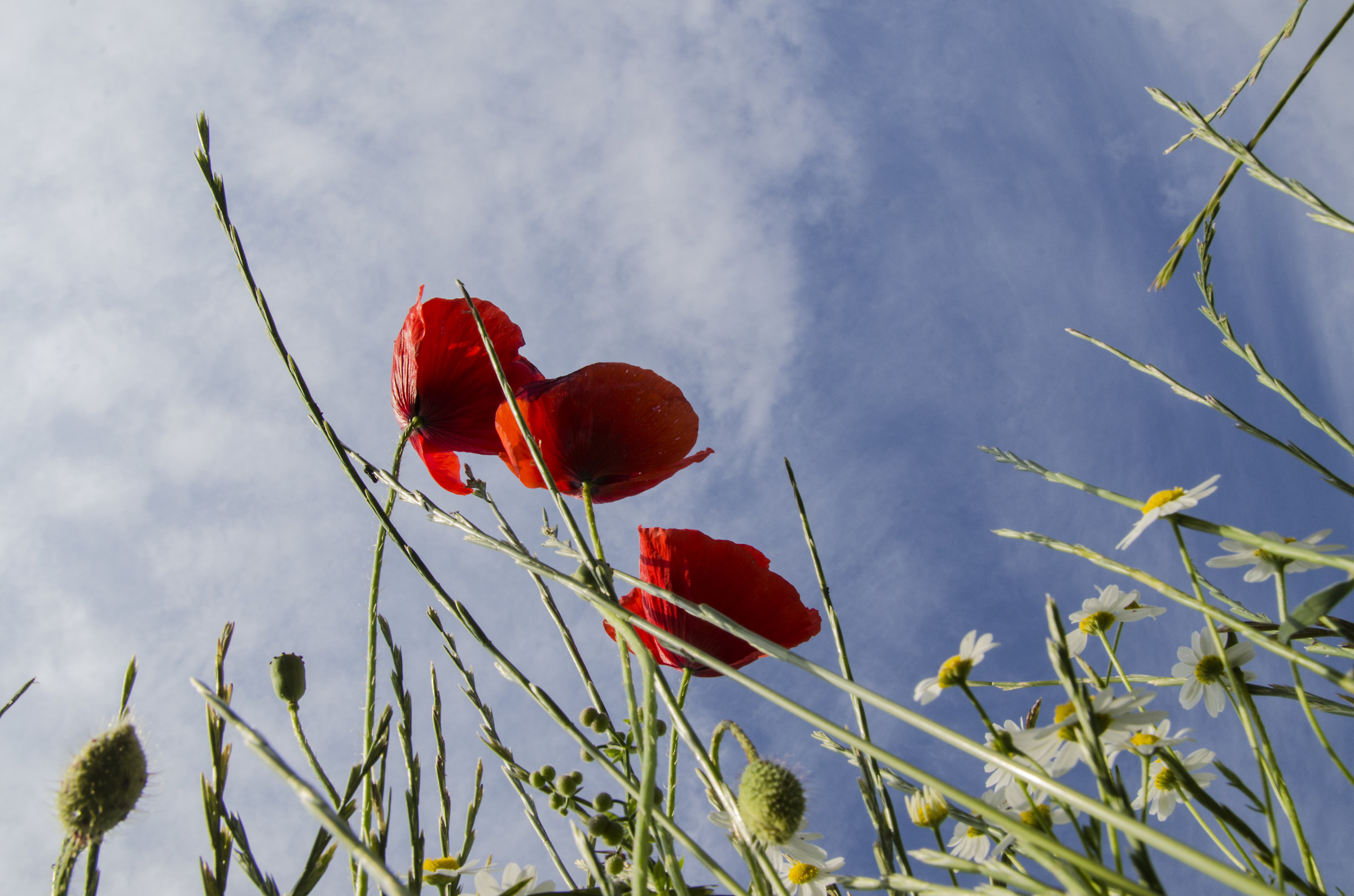 Poppies in the wind...