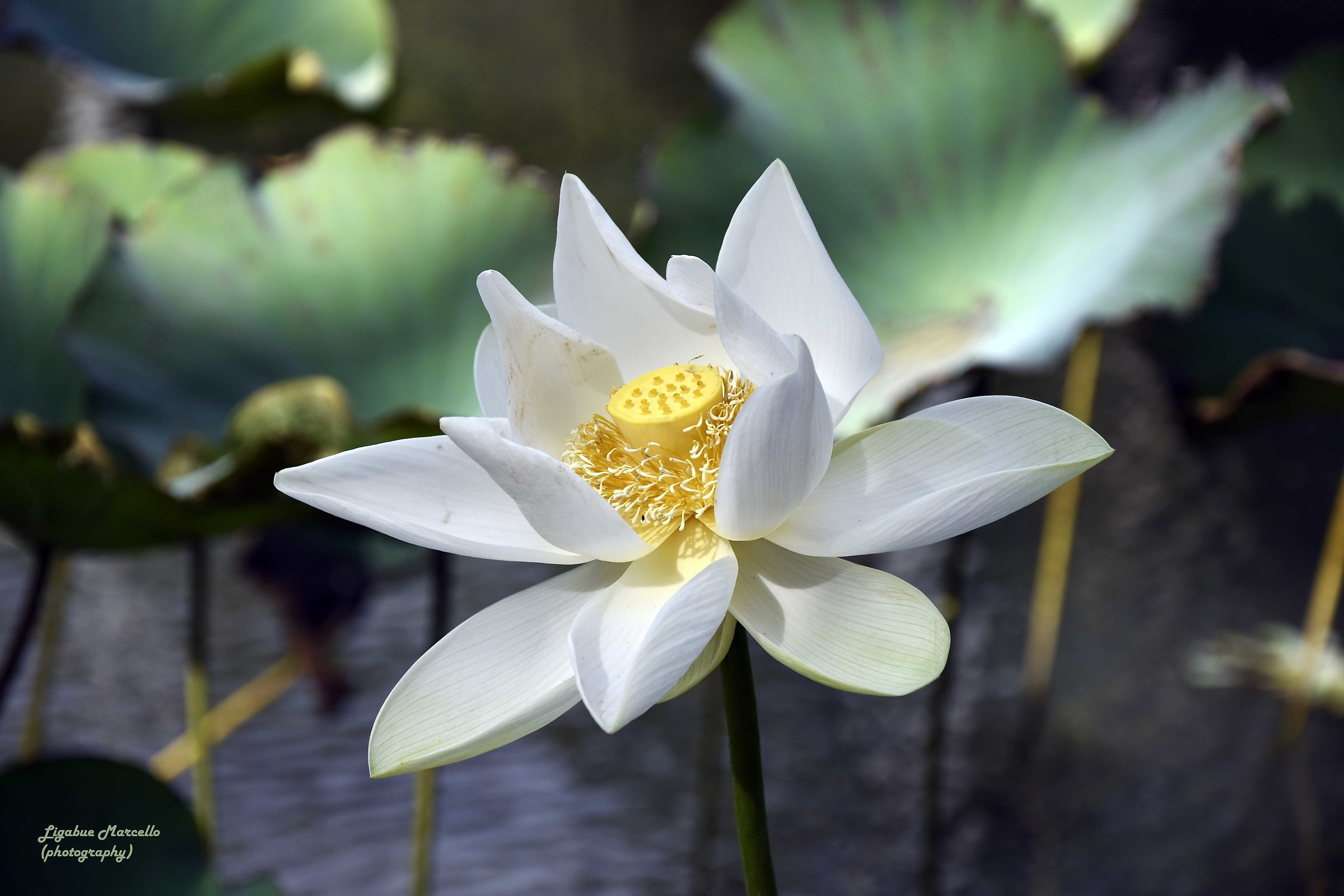 White Lotus...