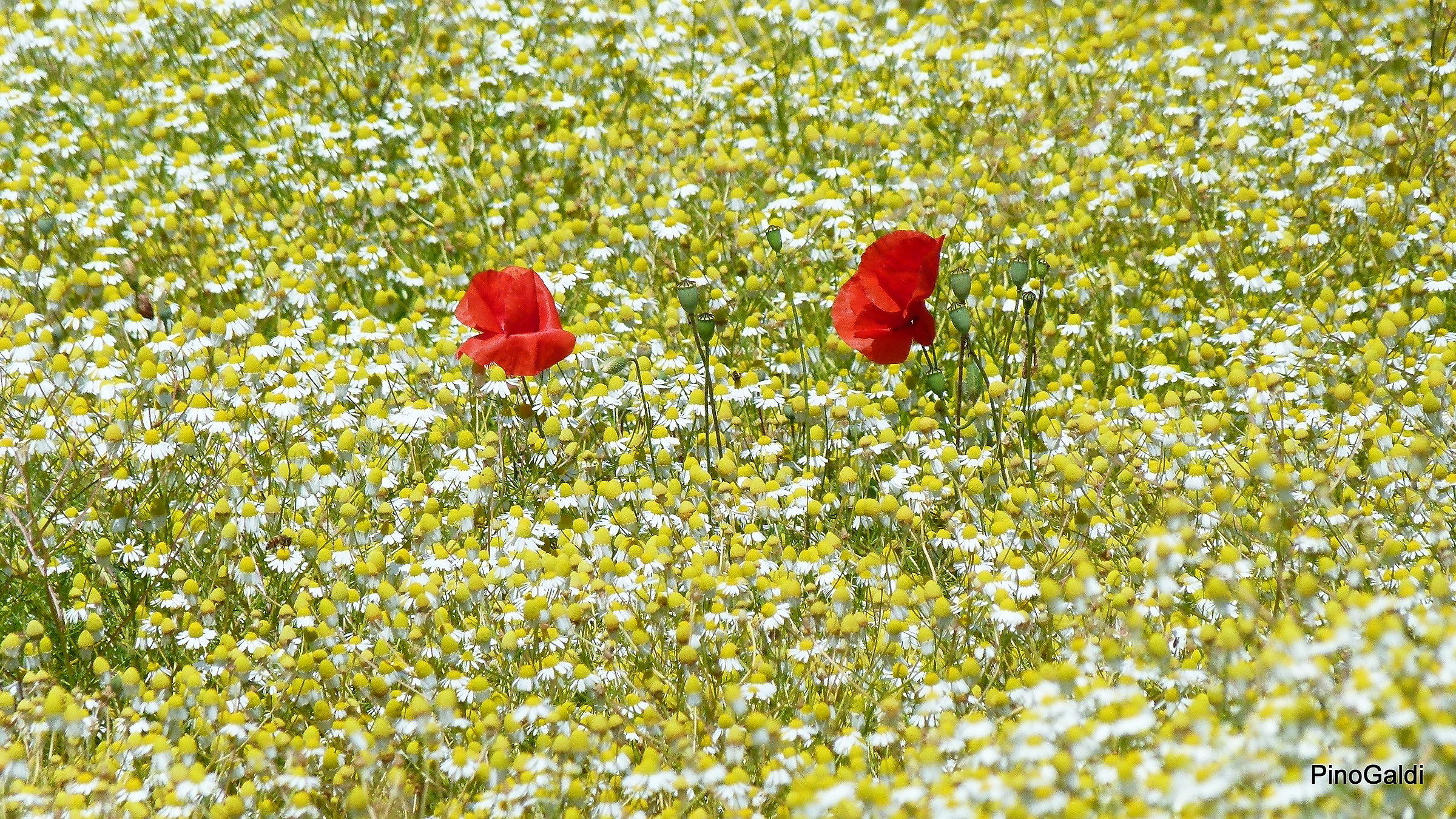Zoom on poppies in a chaff...