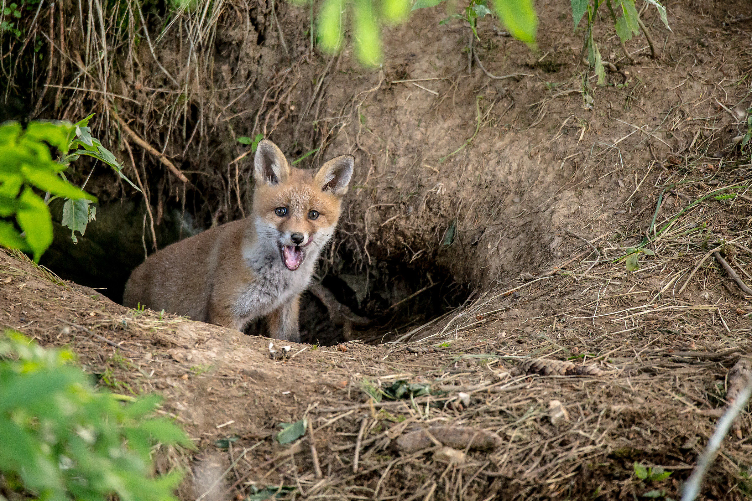 fox cub...