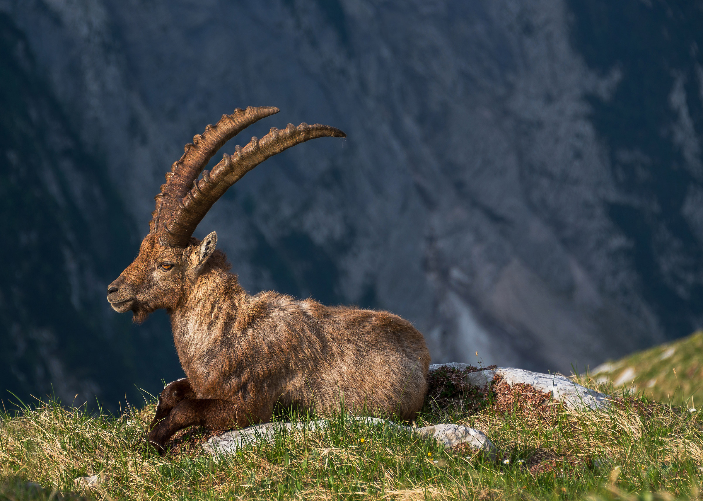 Alpine Ibex resting...