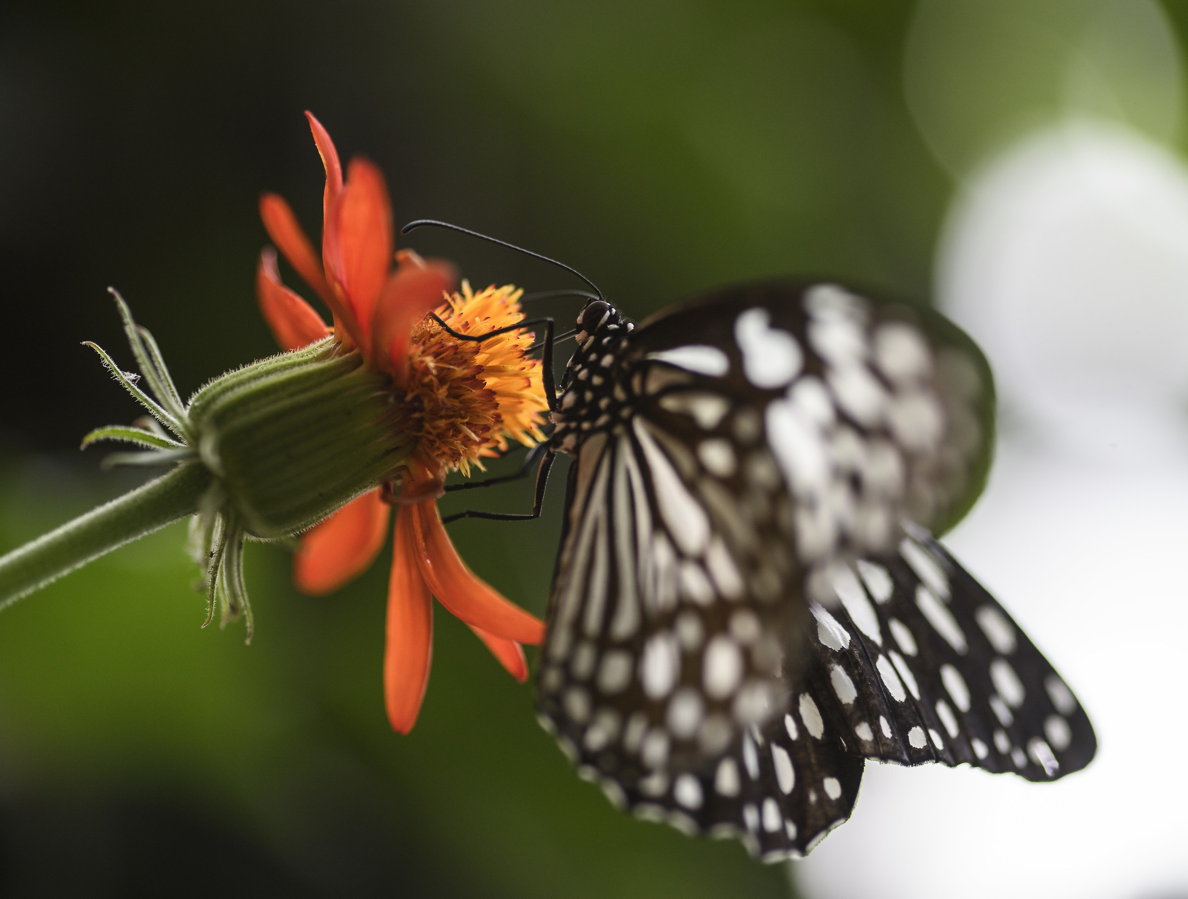 Butterfly House...