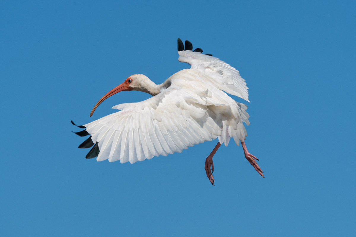 White Ibis, Everglades...