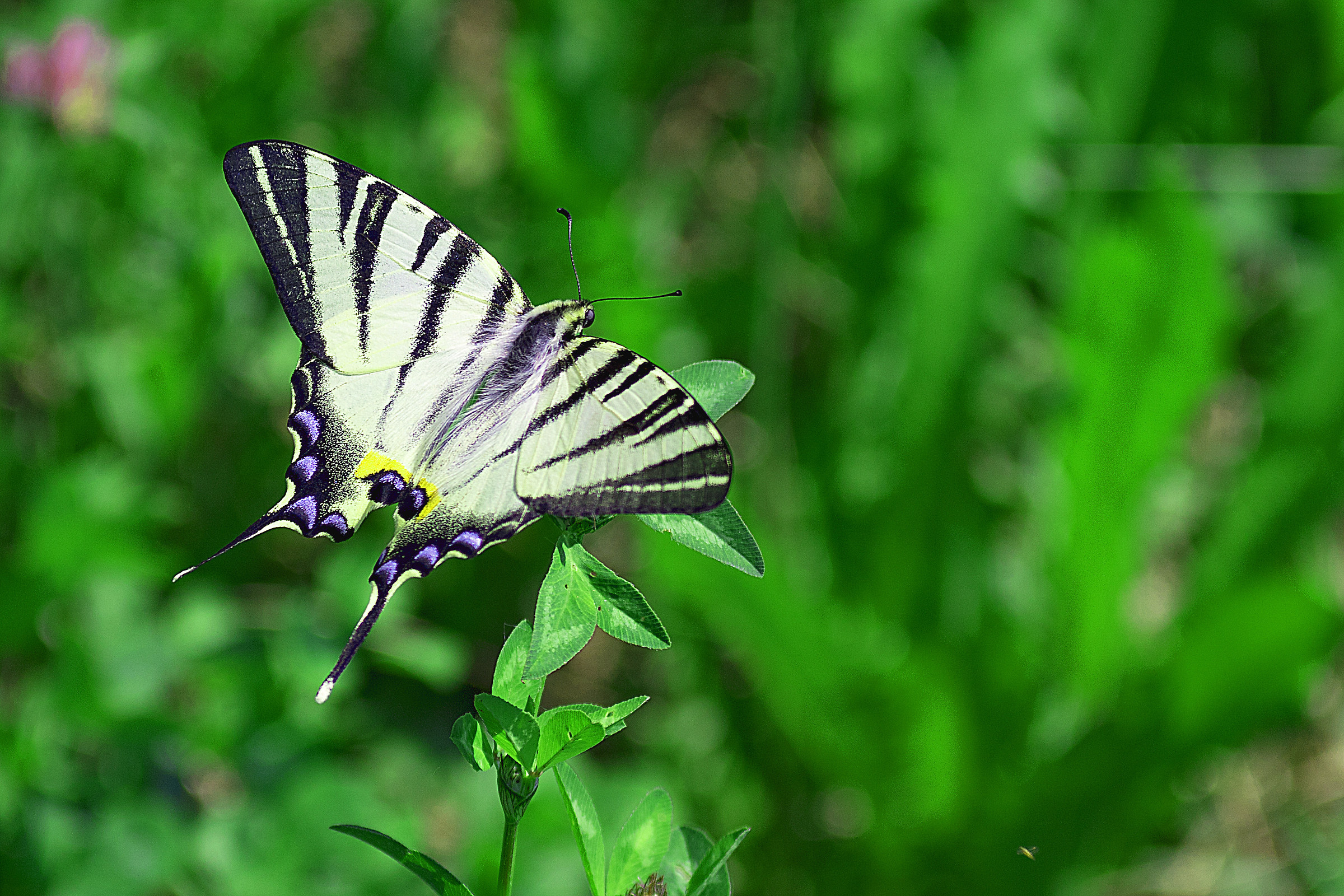 Butterfly 10...