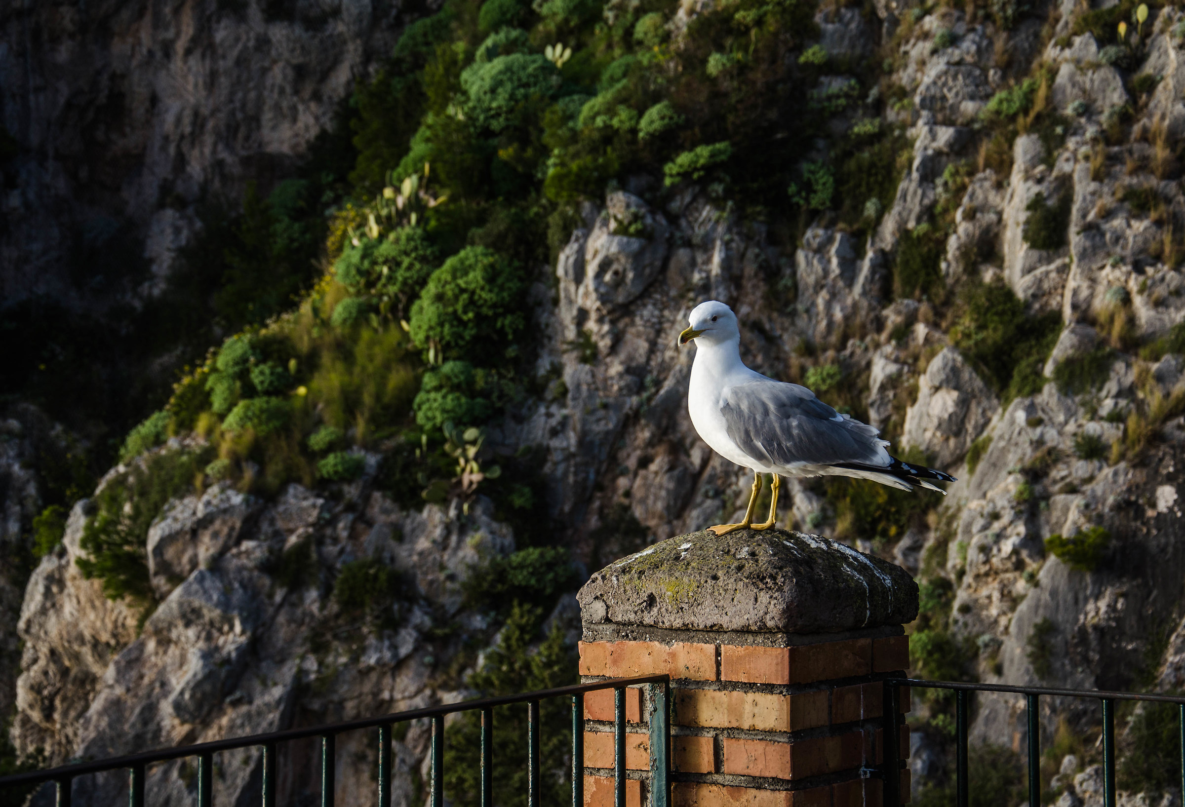 A seagull waiting...