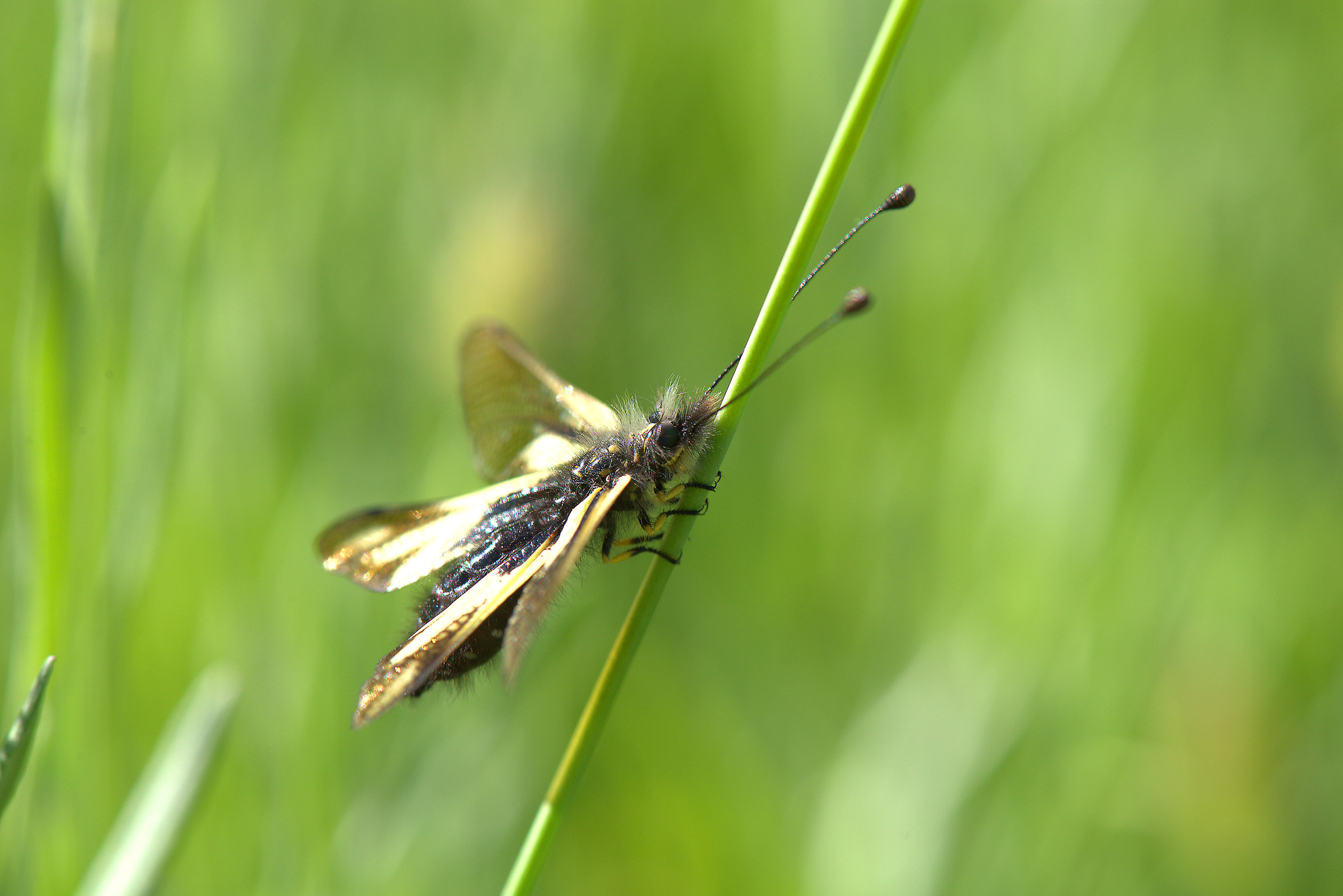 Libelloides coccajus...