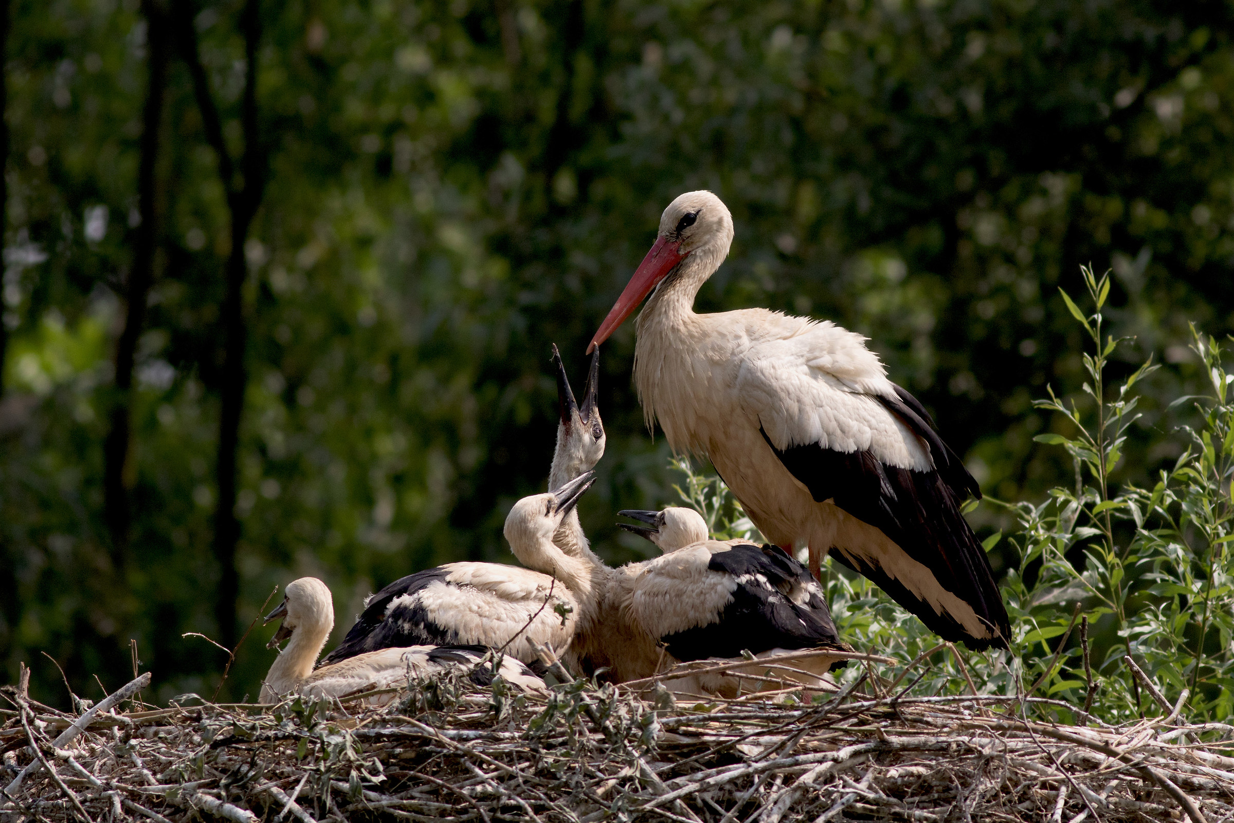 The new storks...
