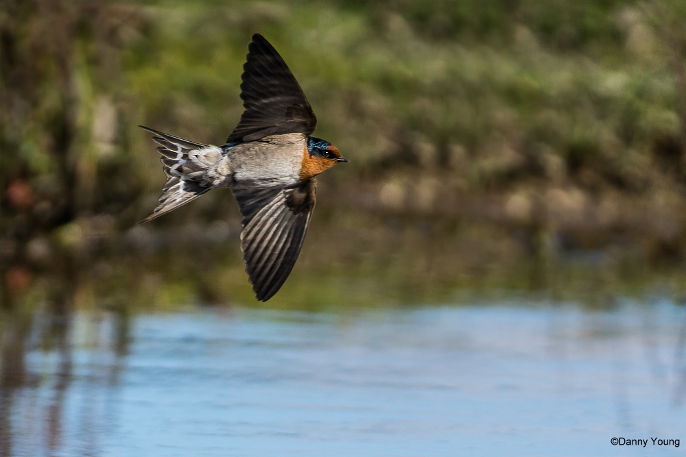 Nuova Zelanda Benvenuti a Swallow...