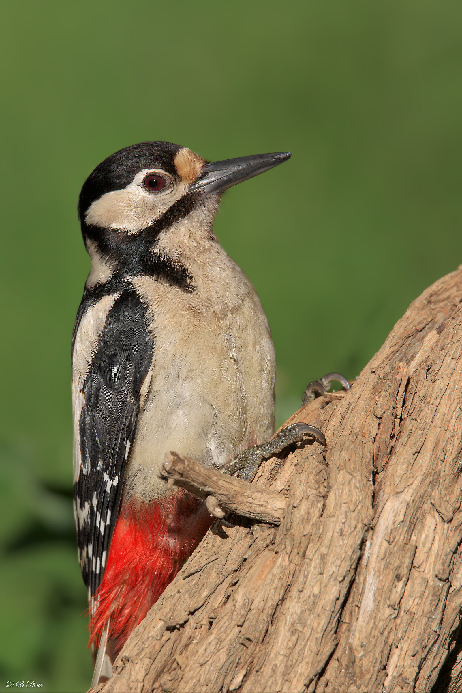 Big red woodpecker....