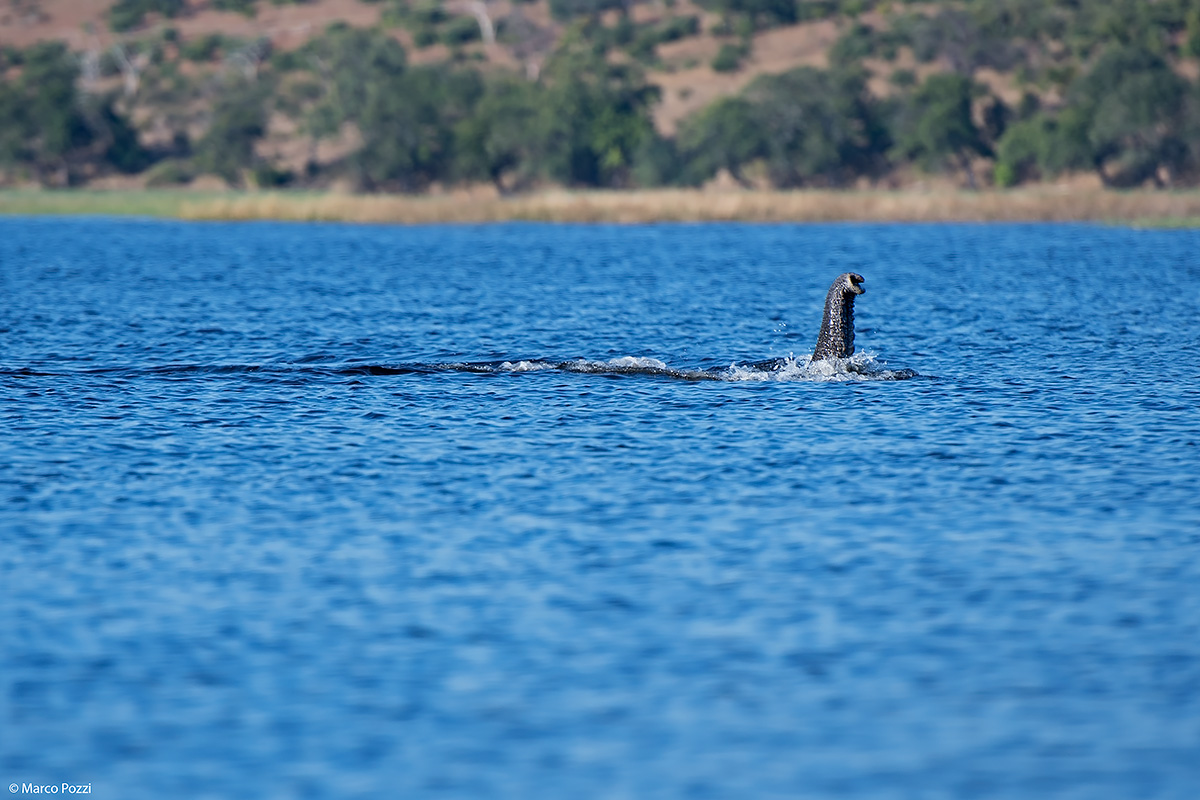 Natural Submarine...