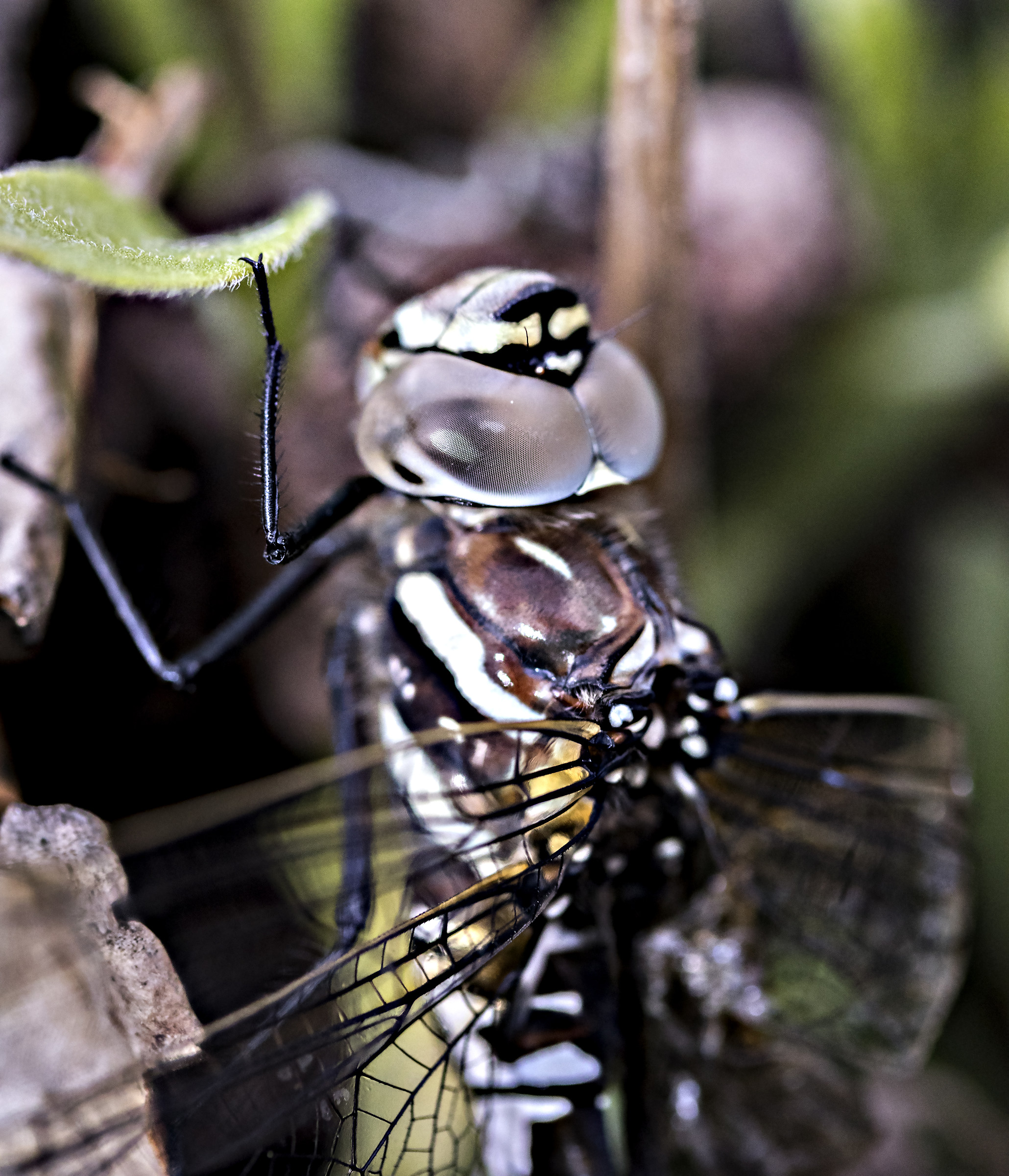 Libellula...