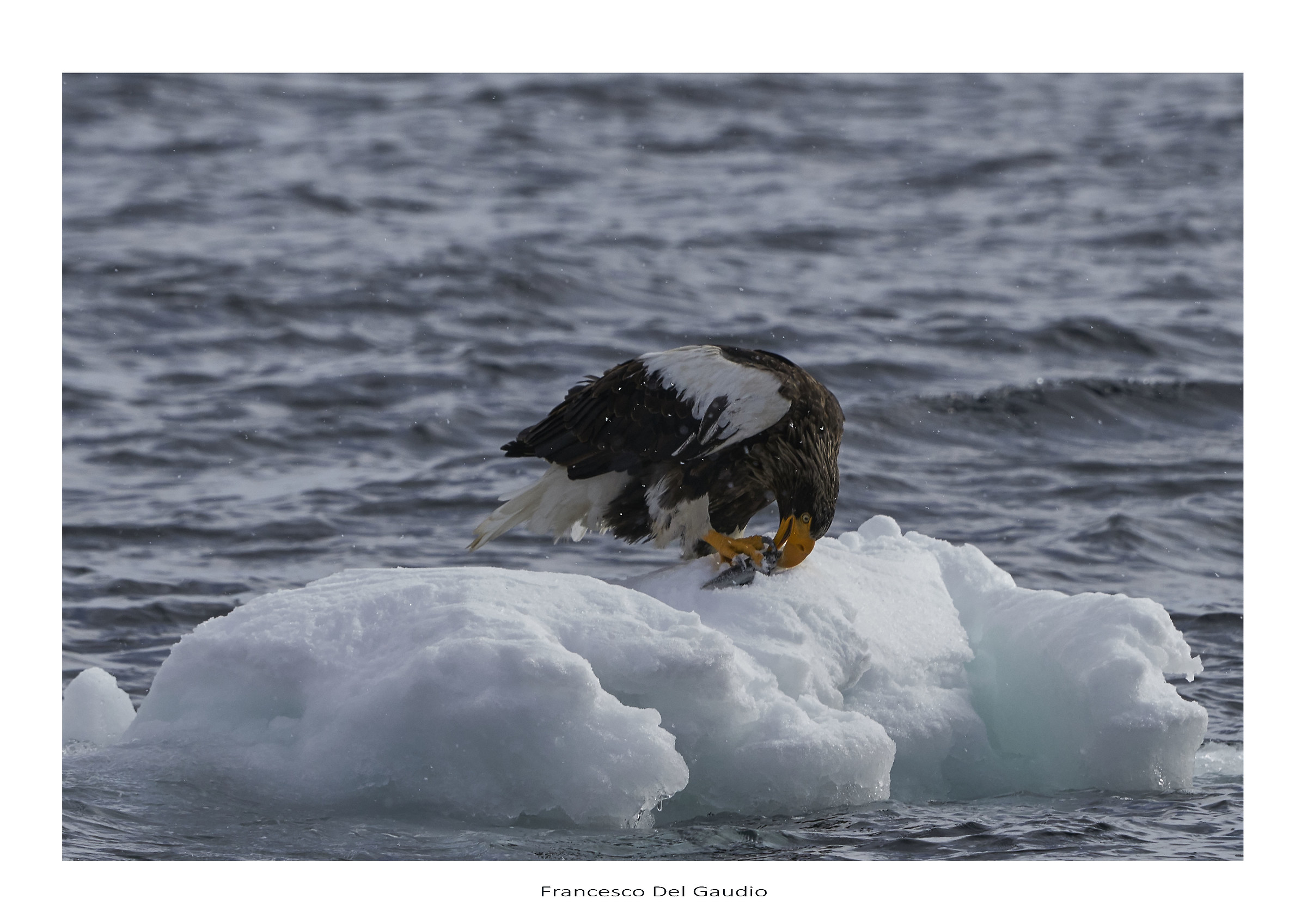 Steller sea eagle...