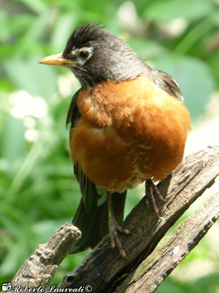 Turdus migratorius (American Robin)...