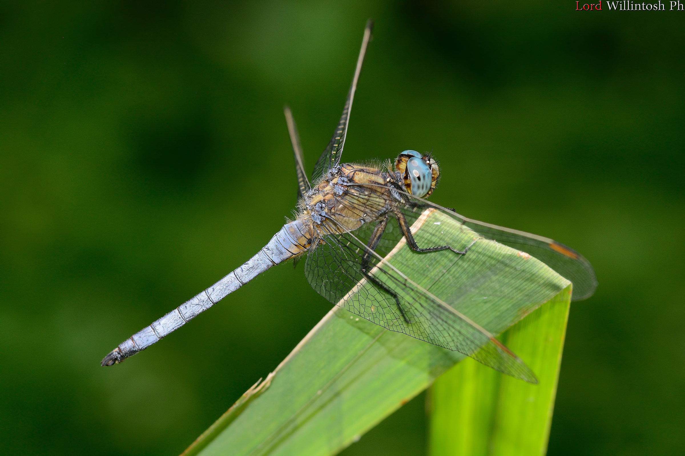 Libellula del Treja...