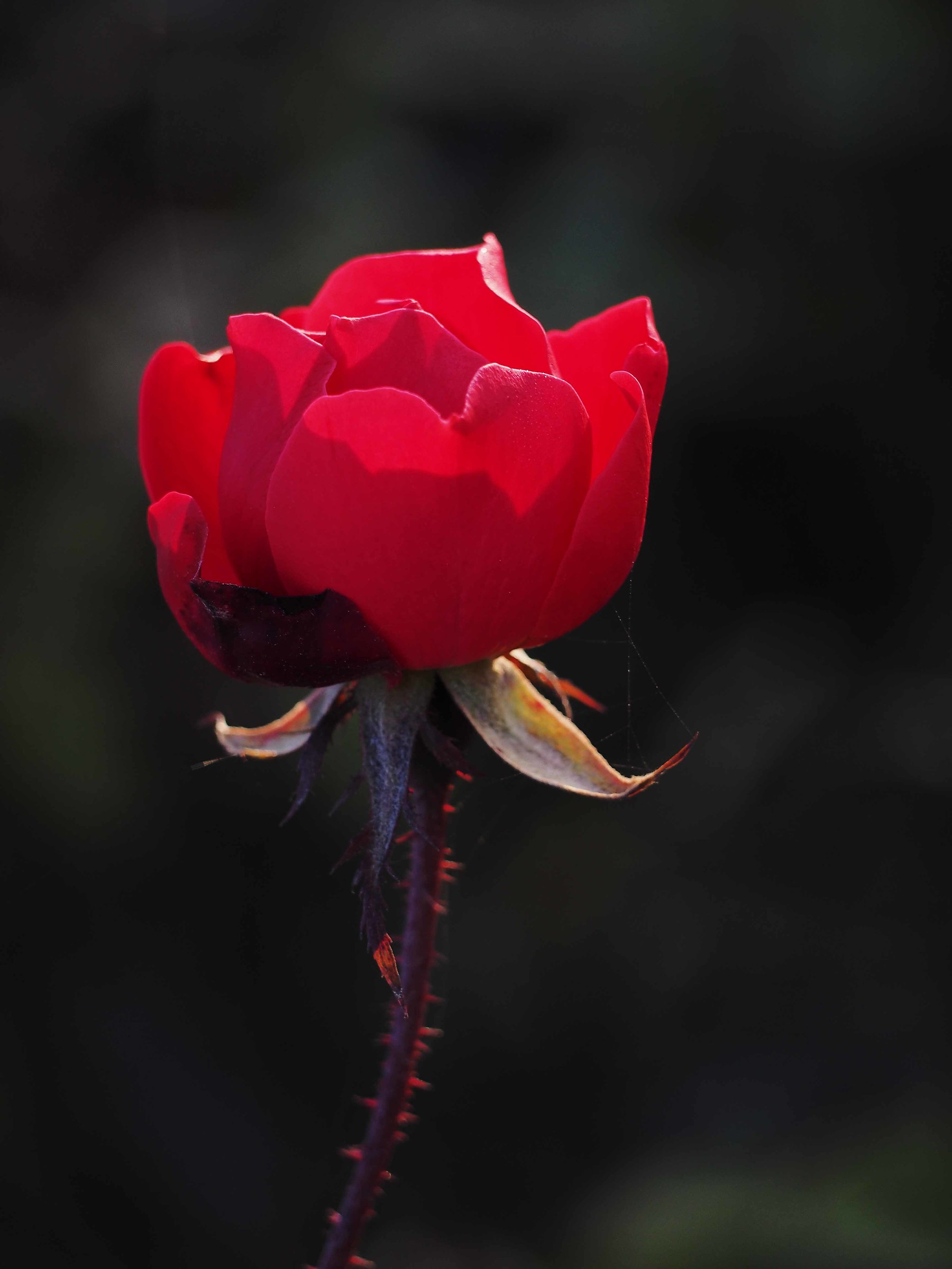 The pink like the thorns...