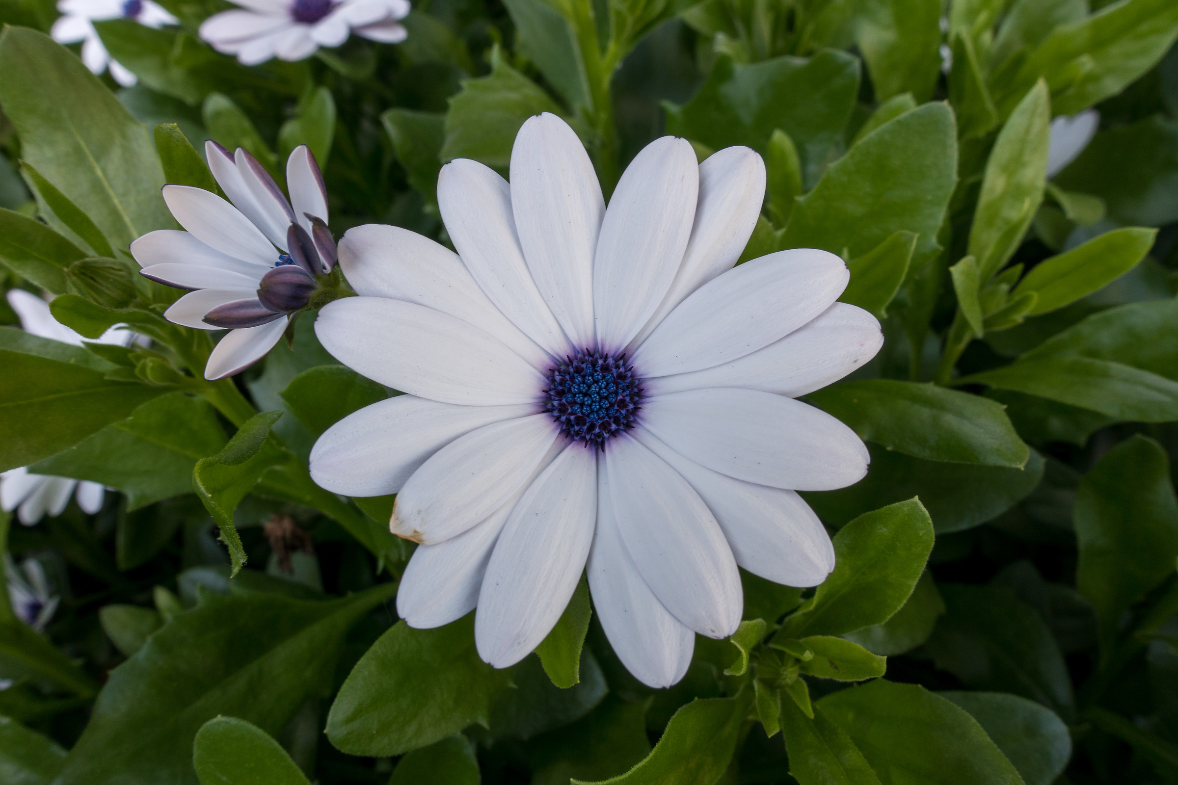 Flower...