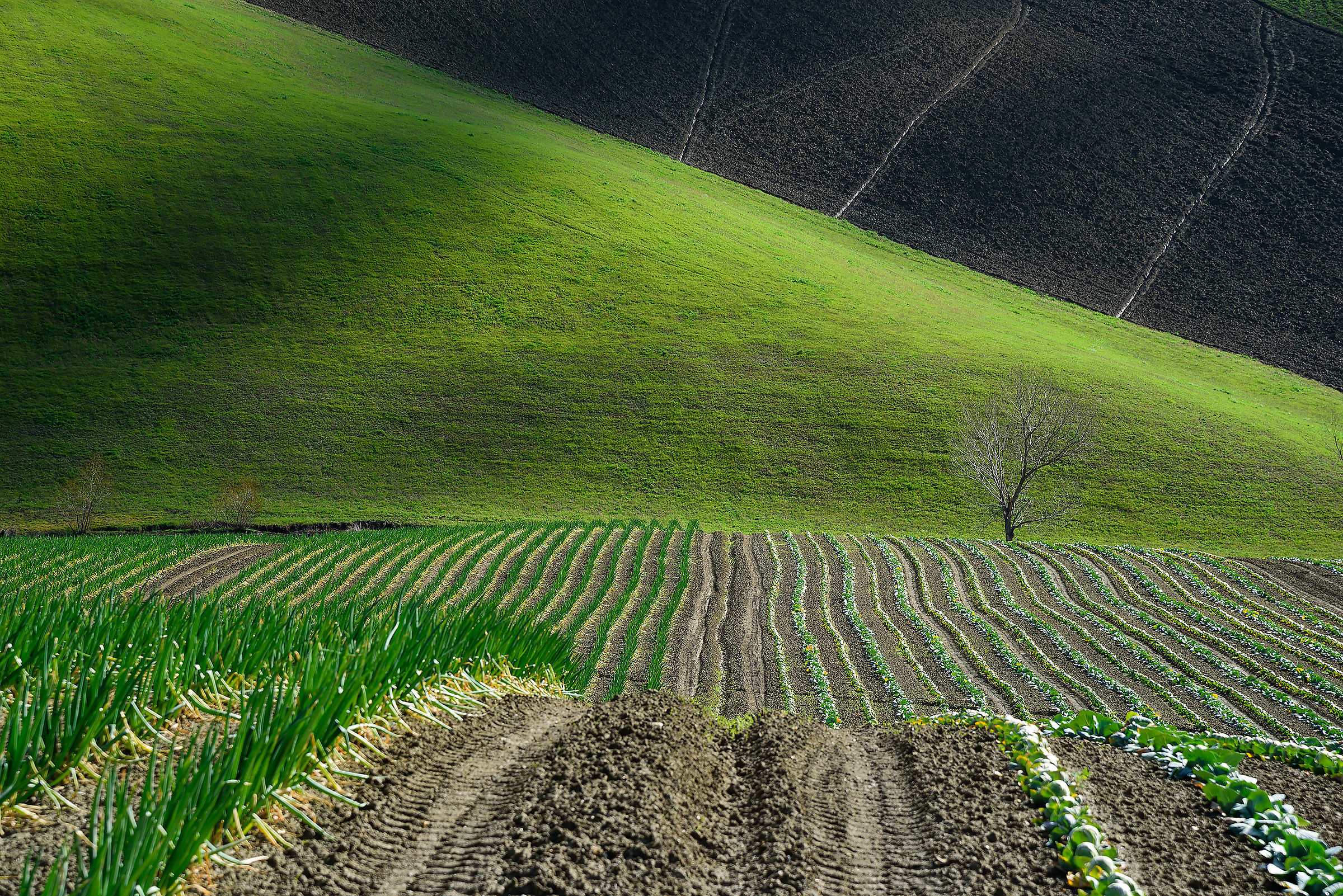 Man and landscape (5)...